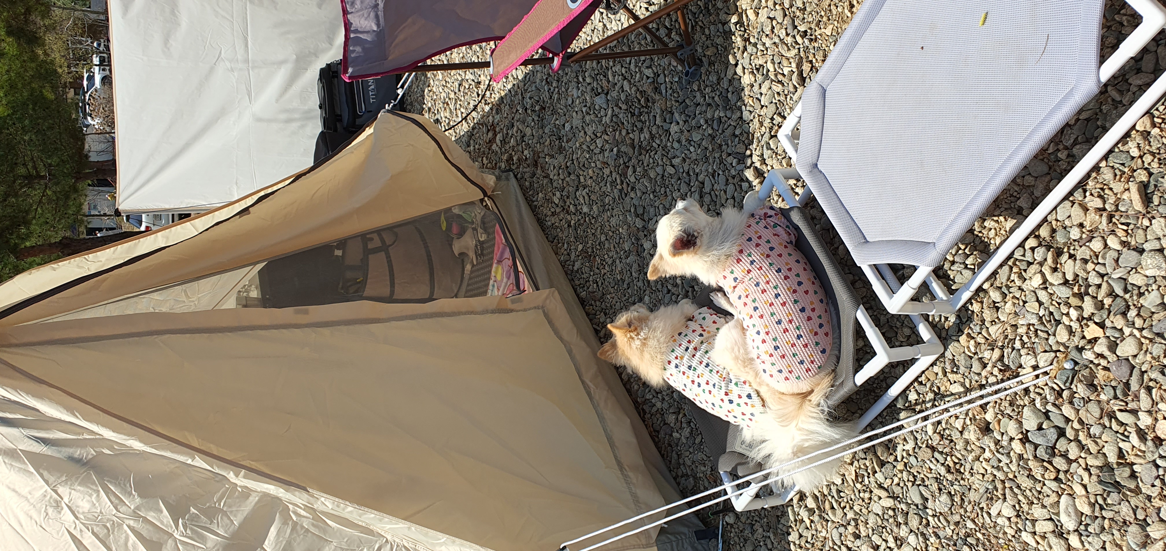 땅콩(곤지암 몽쉘)이 잘 지내요~~