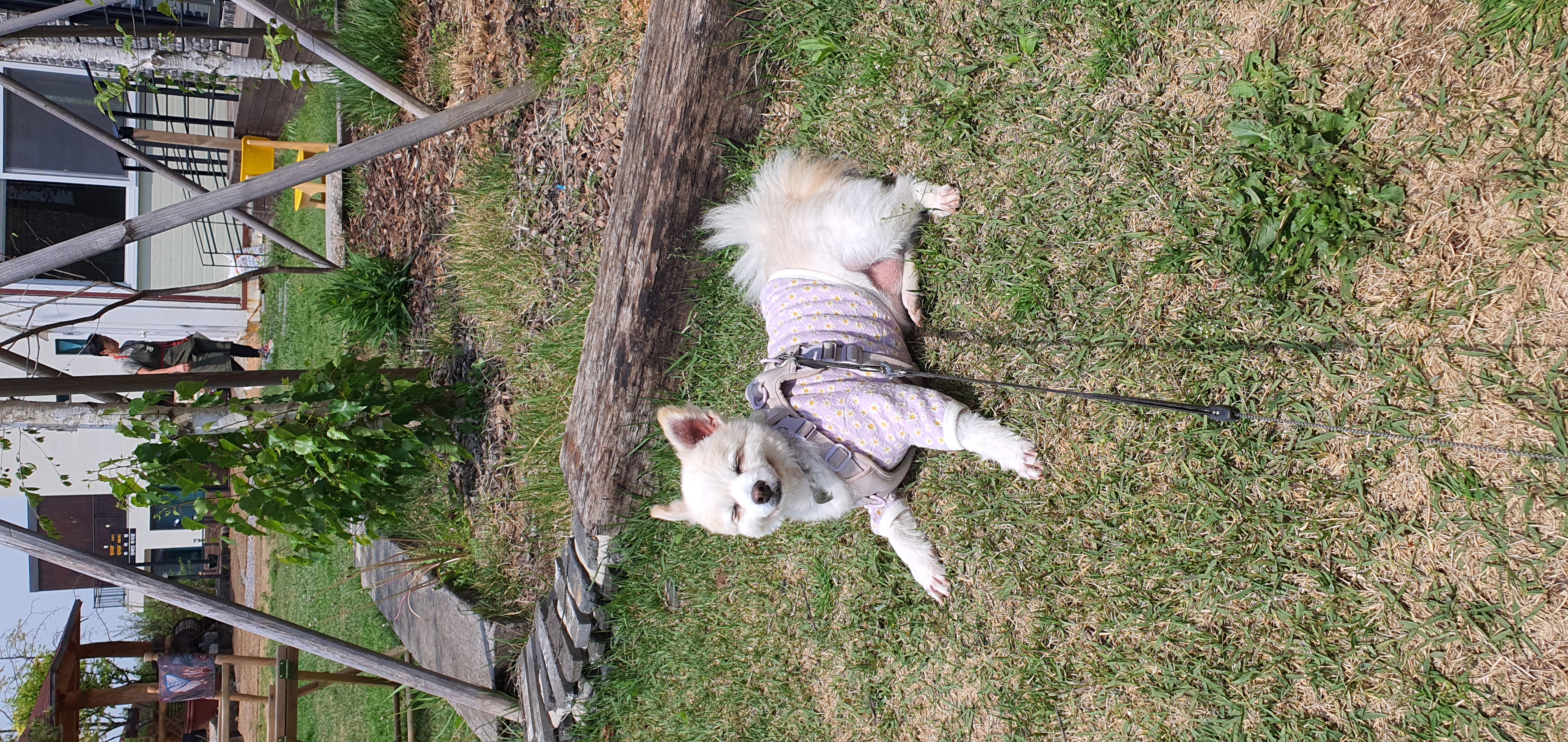 땅콩(곤지암 몽쉘)이 잘 지내요~~