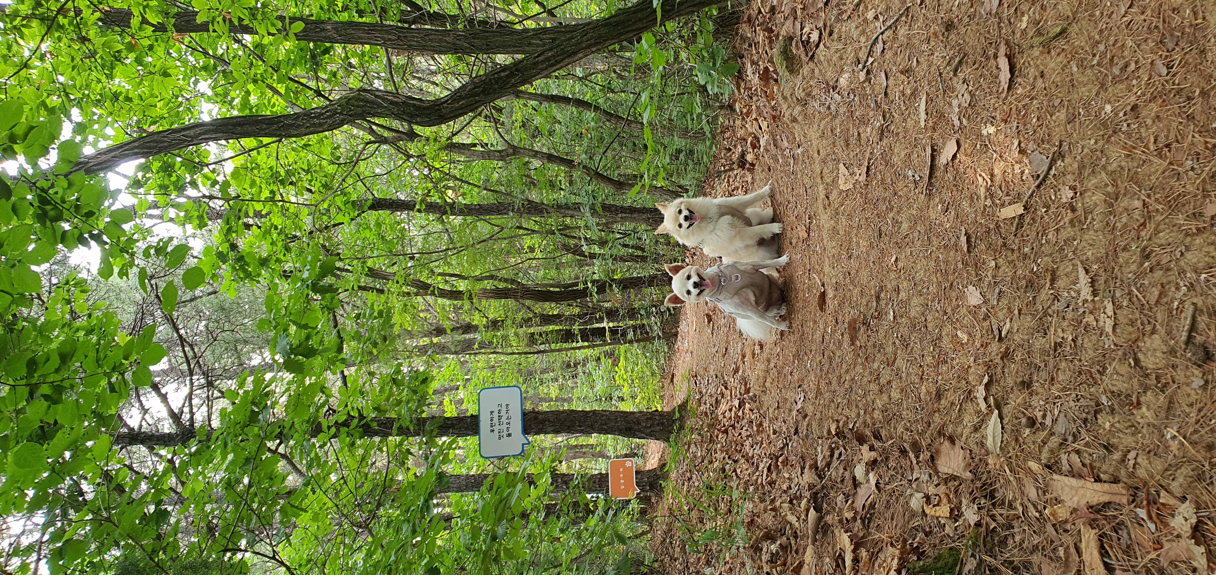 땅콩(곤지암 몽쉘)이 잘 지내요~~