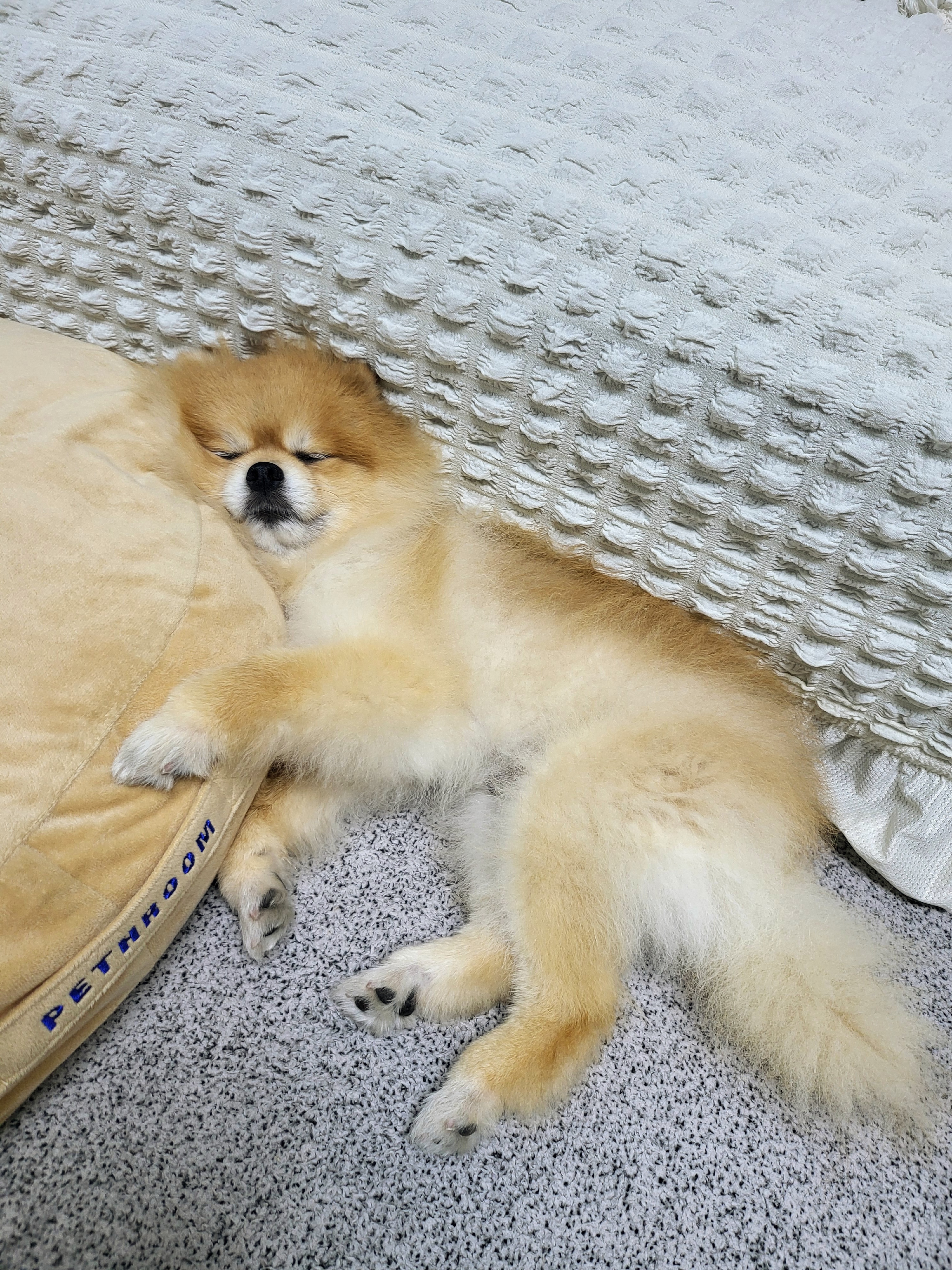 뽀심이(동식이) 입양 후 일주일 후기입니다