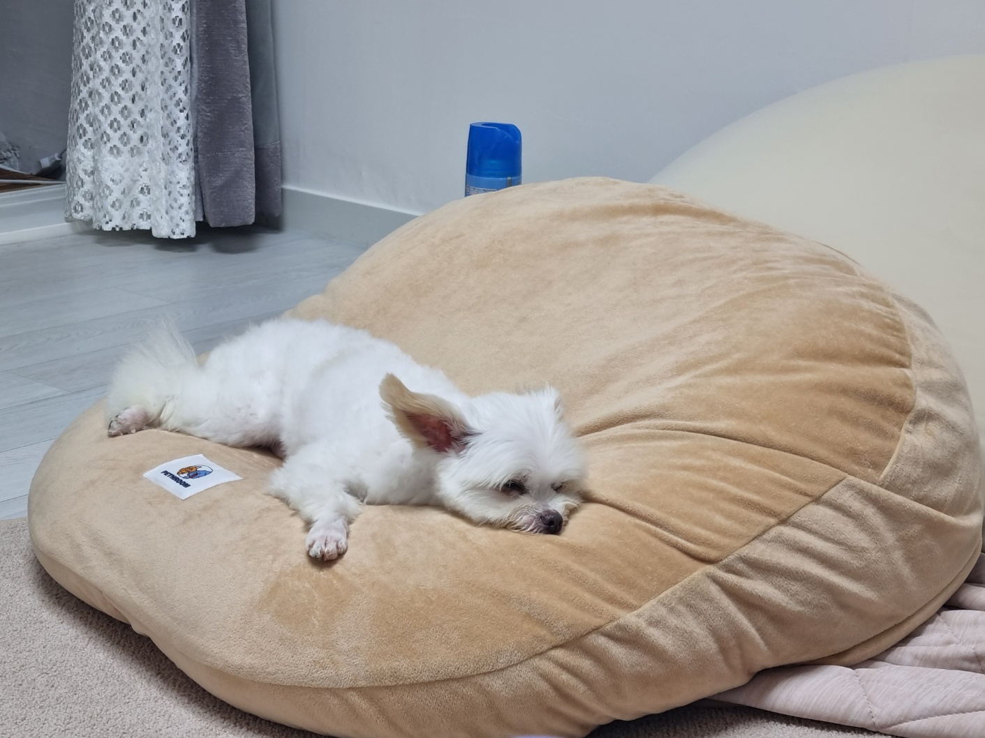 짜니소식입니다.