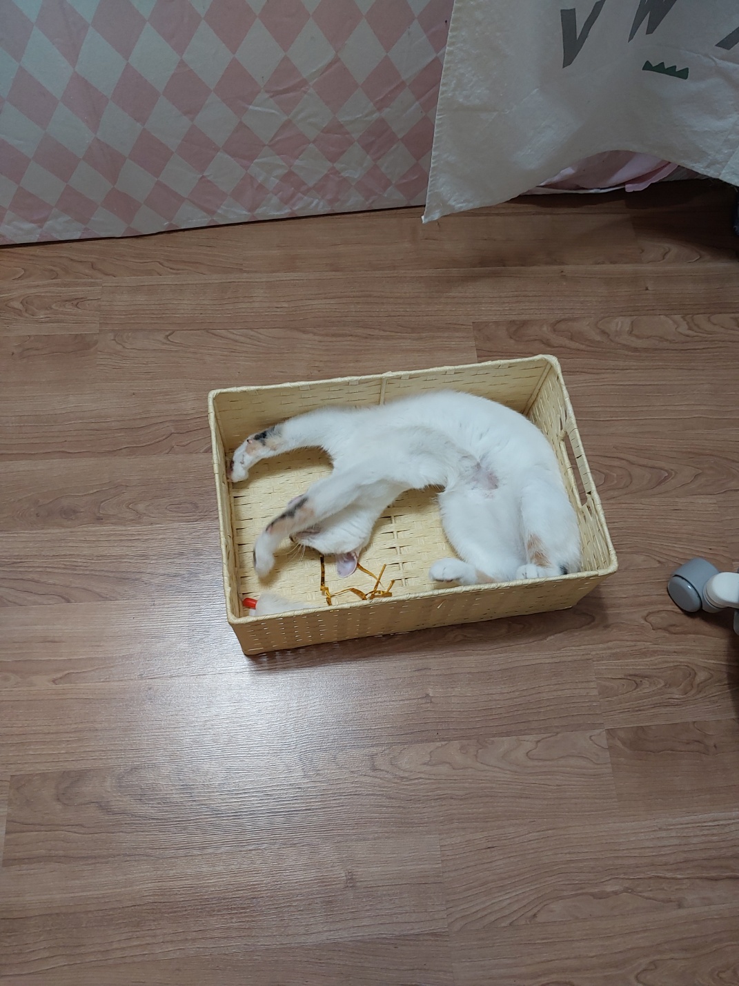 설탕(훈사)이  입압온지 4개월~~