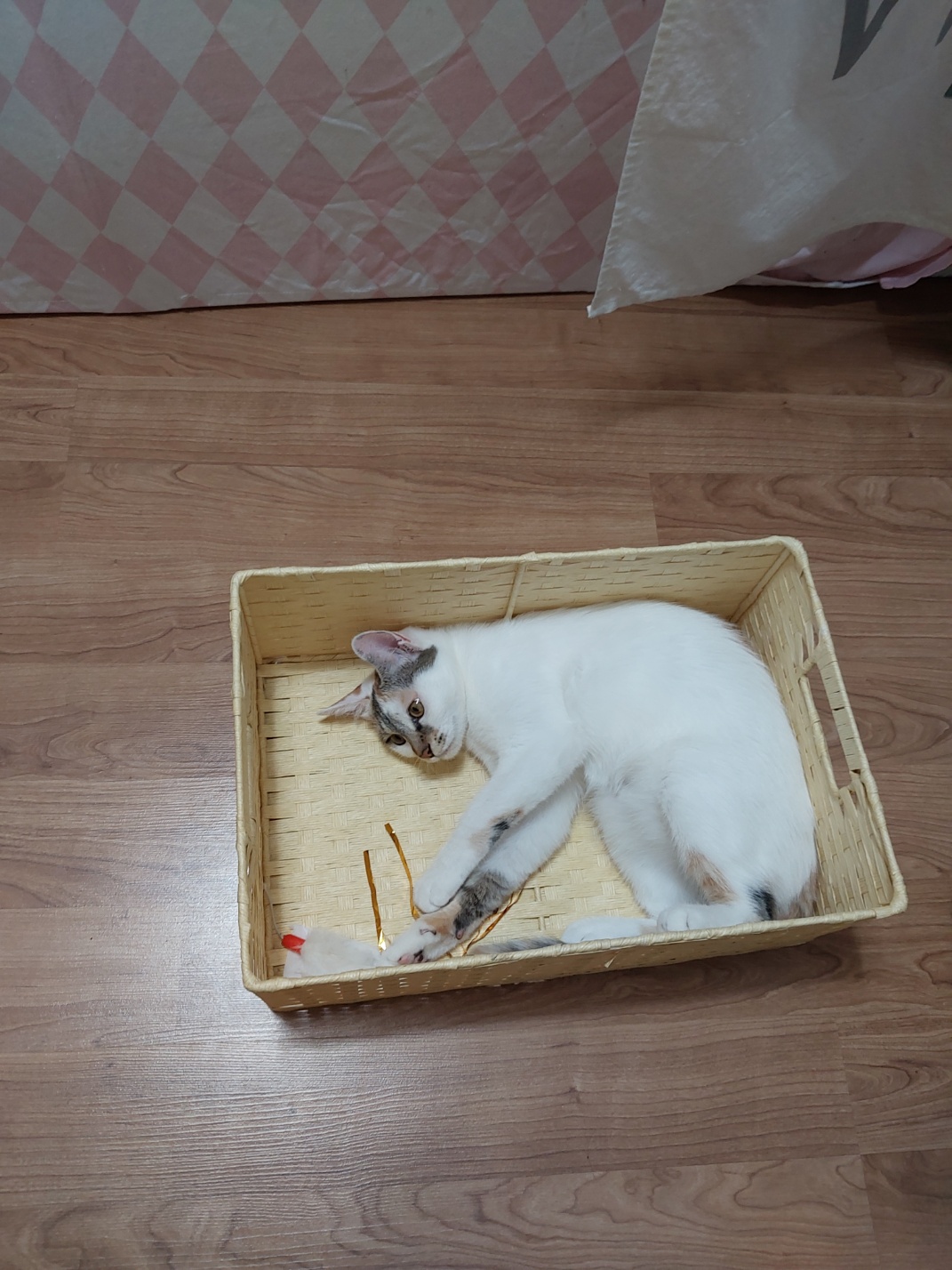 설탕(훈사)이  입압온지 4개월~~