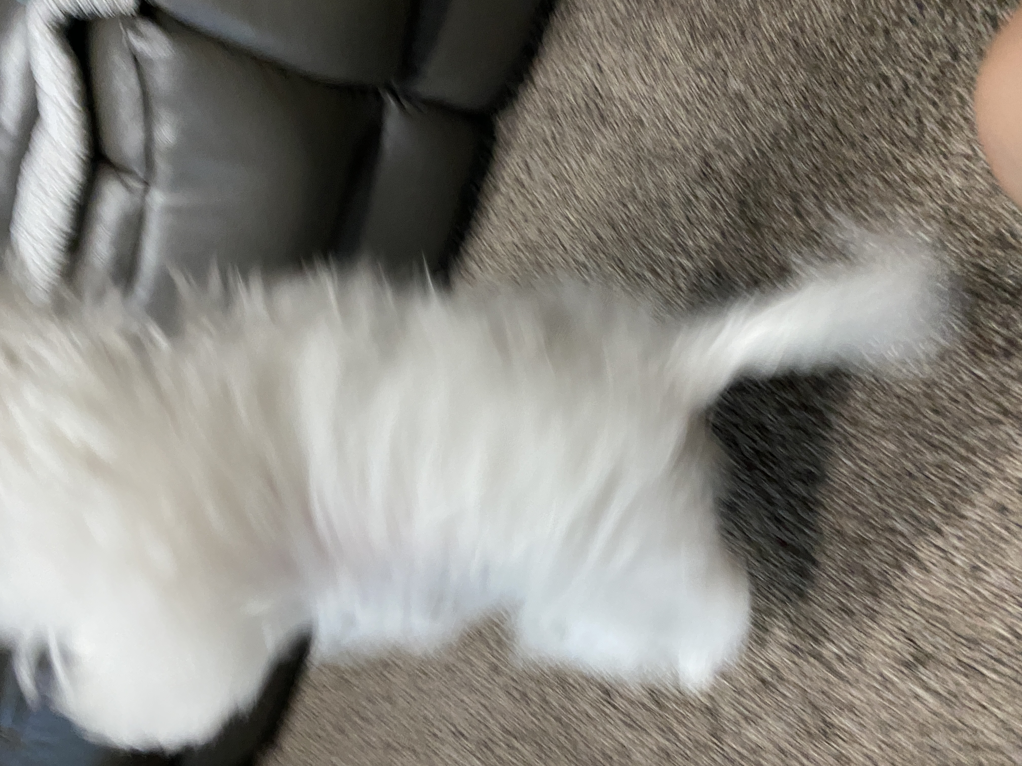 아웅이는 구름이란 이름으로 삼개월째!