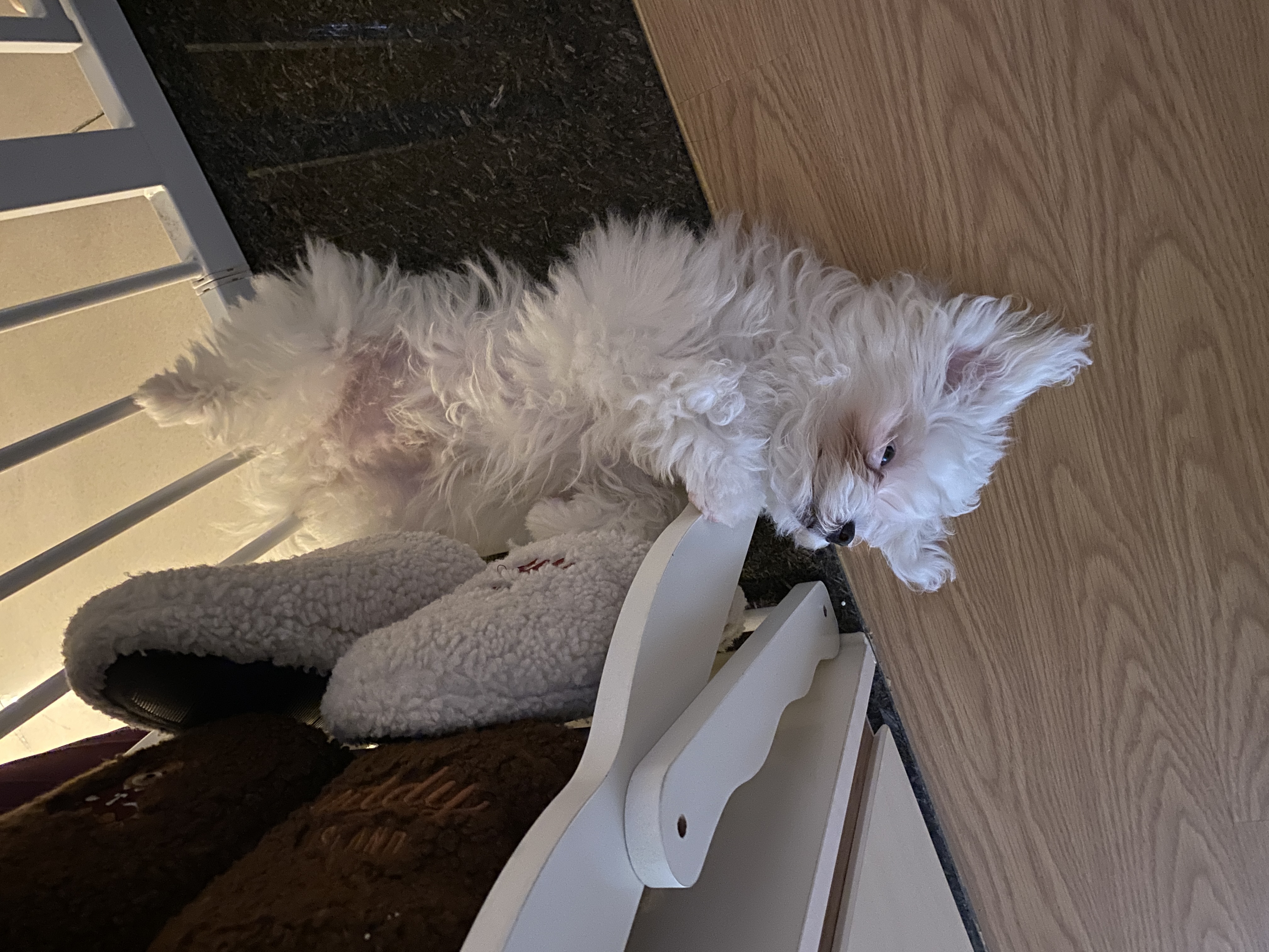 아웅이는 구름이란 이름으로 삼개월째!