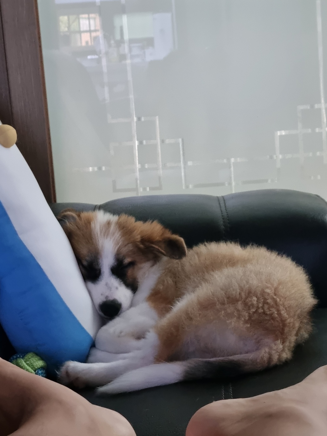 해돌, 해솔 입양 한달후. 