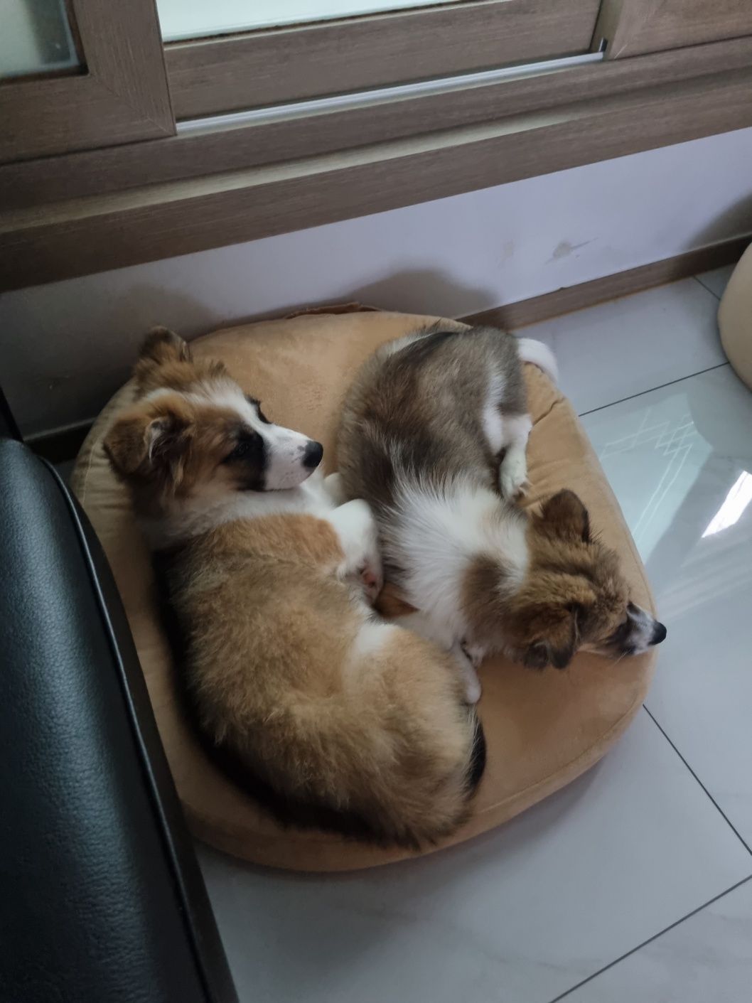 해돌, 해솔 입양 한달후. 