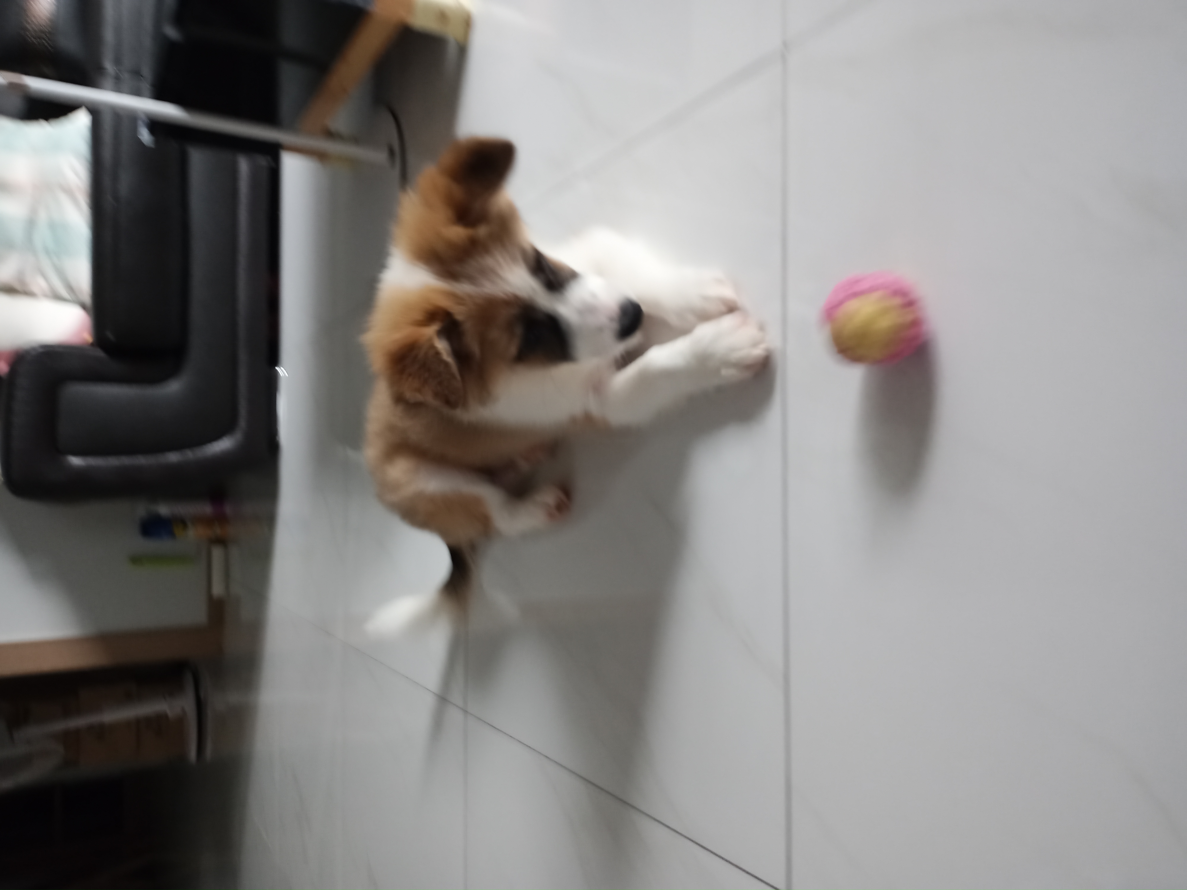 해돌, 해솔 입양 한달후. 