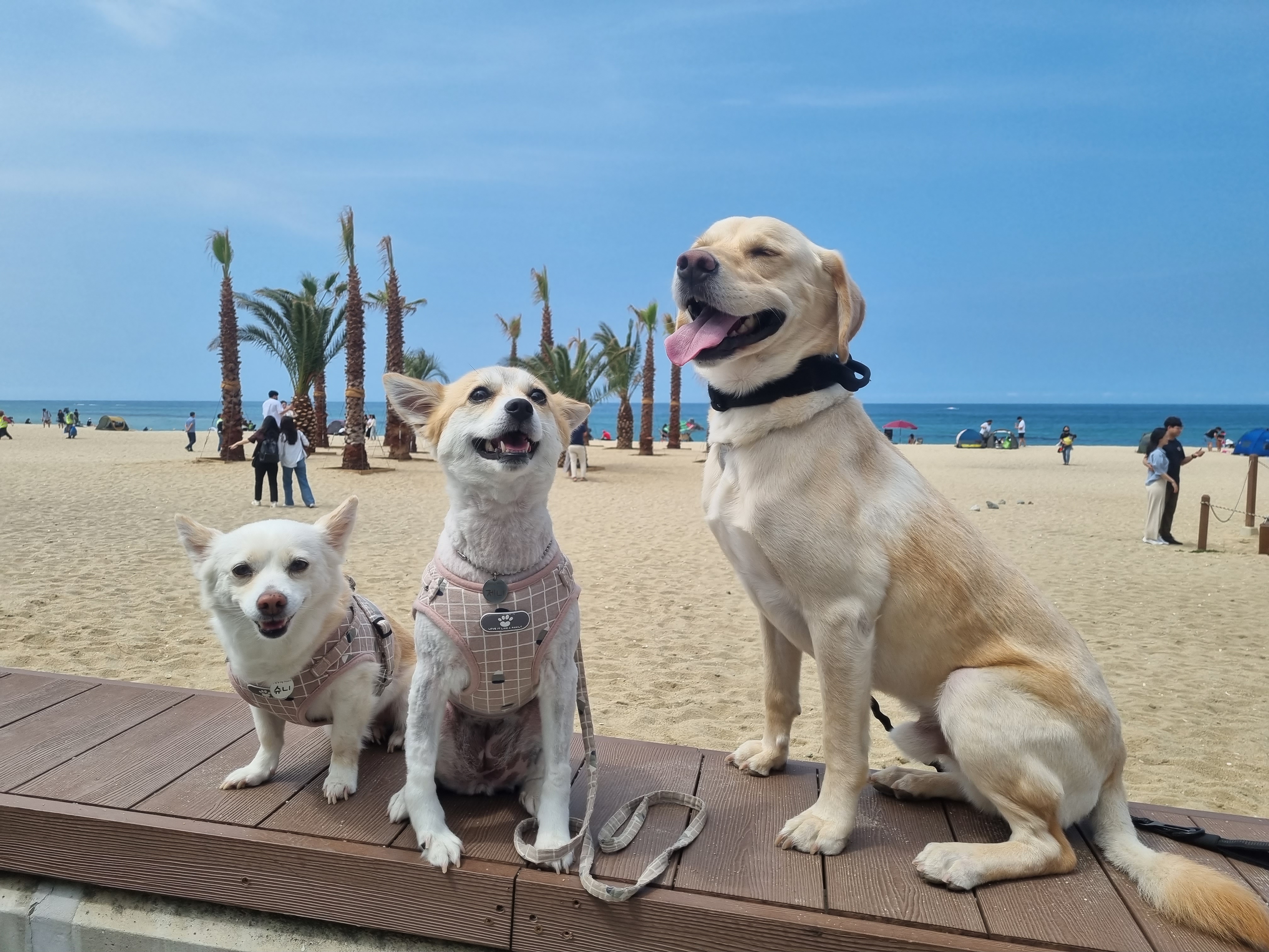 제니(카멜)랑 5년째 행복하게 지내는 중!