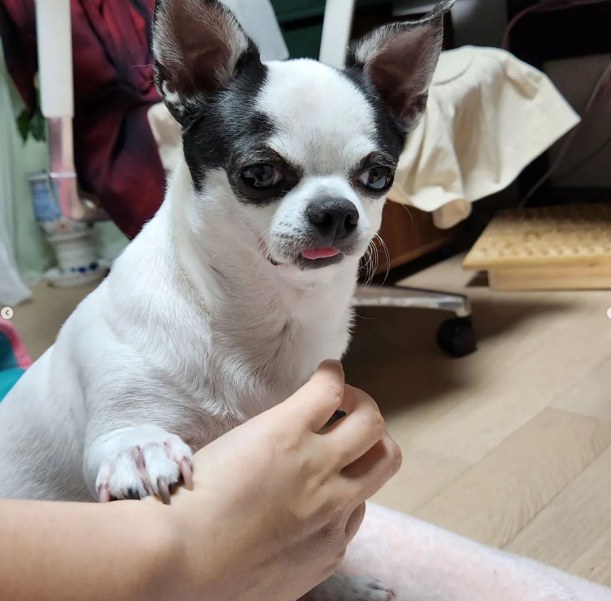 방울이(사곤이)입양 2년째