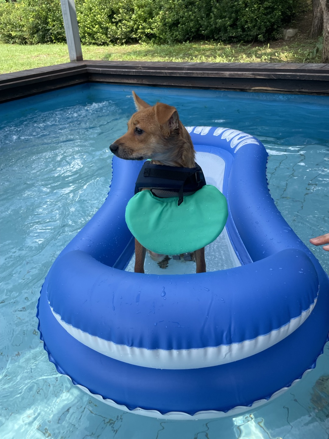 누리(귀리)3개월 됐어요~