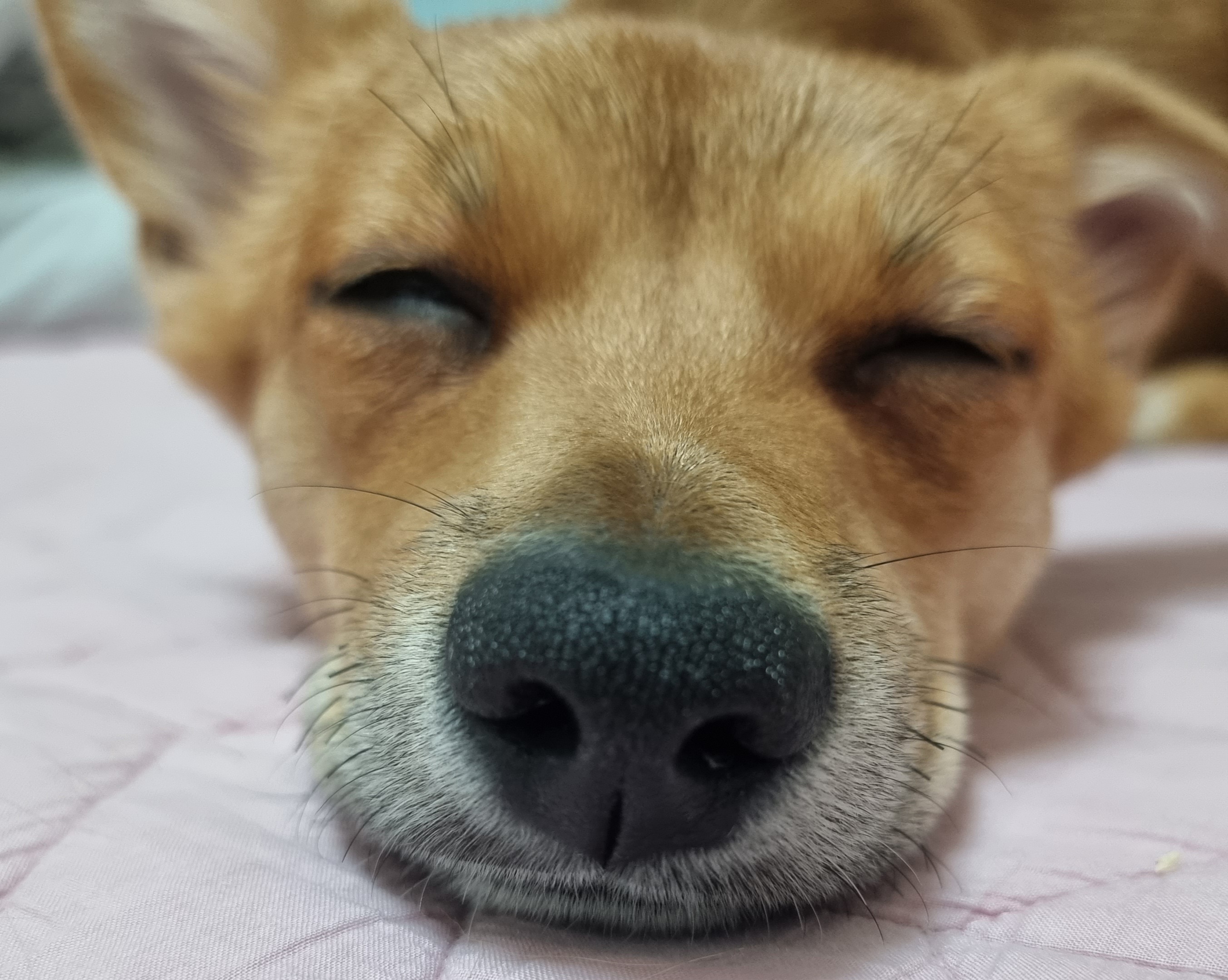 누리(귀리)3개월 됐어요~