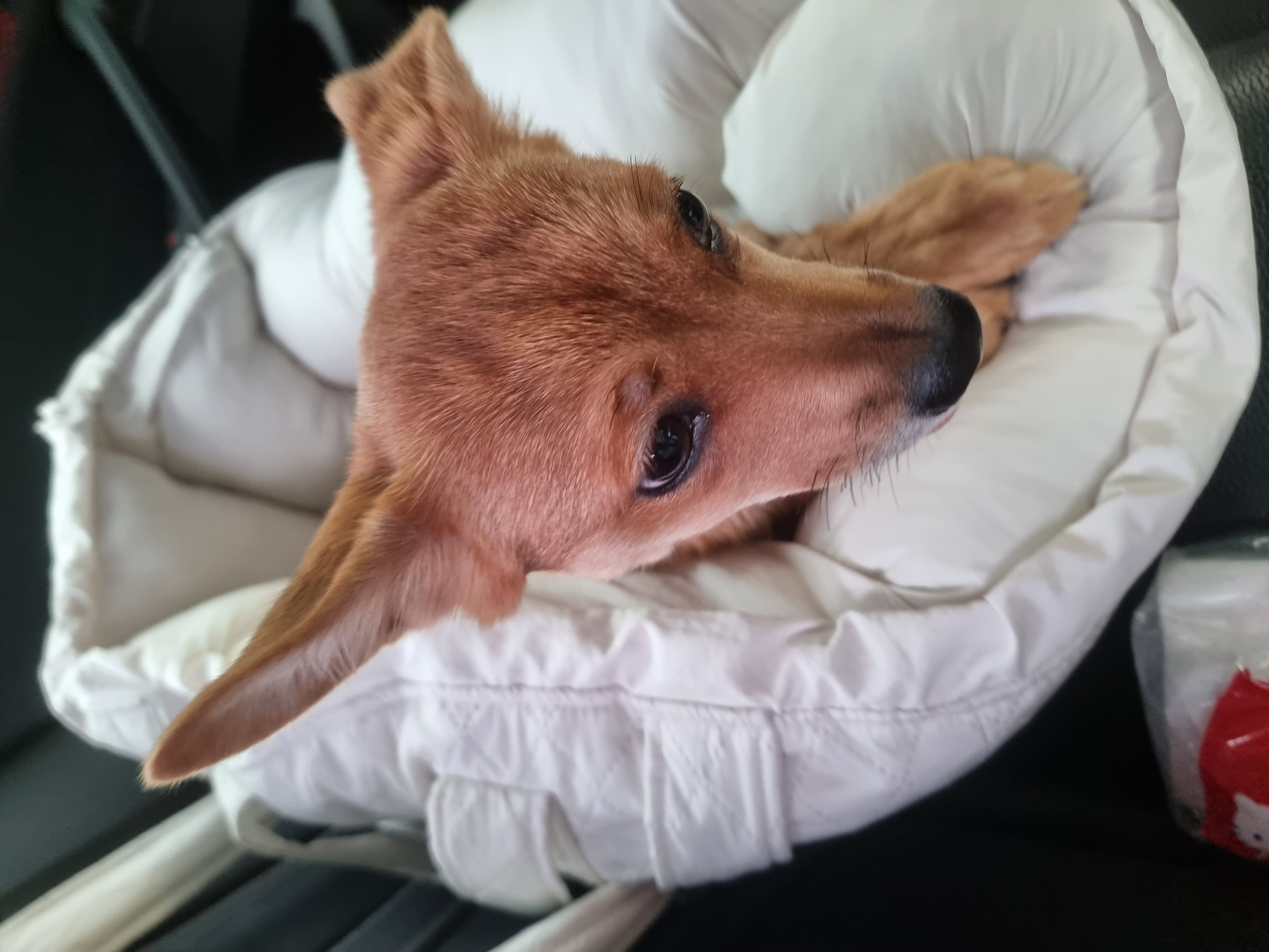 누리(귀리)3개월 됐어요~