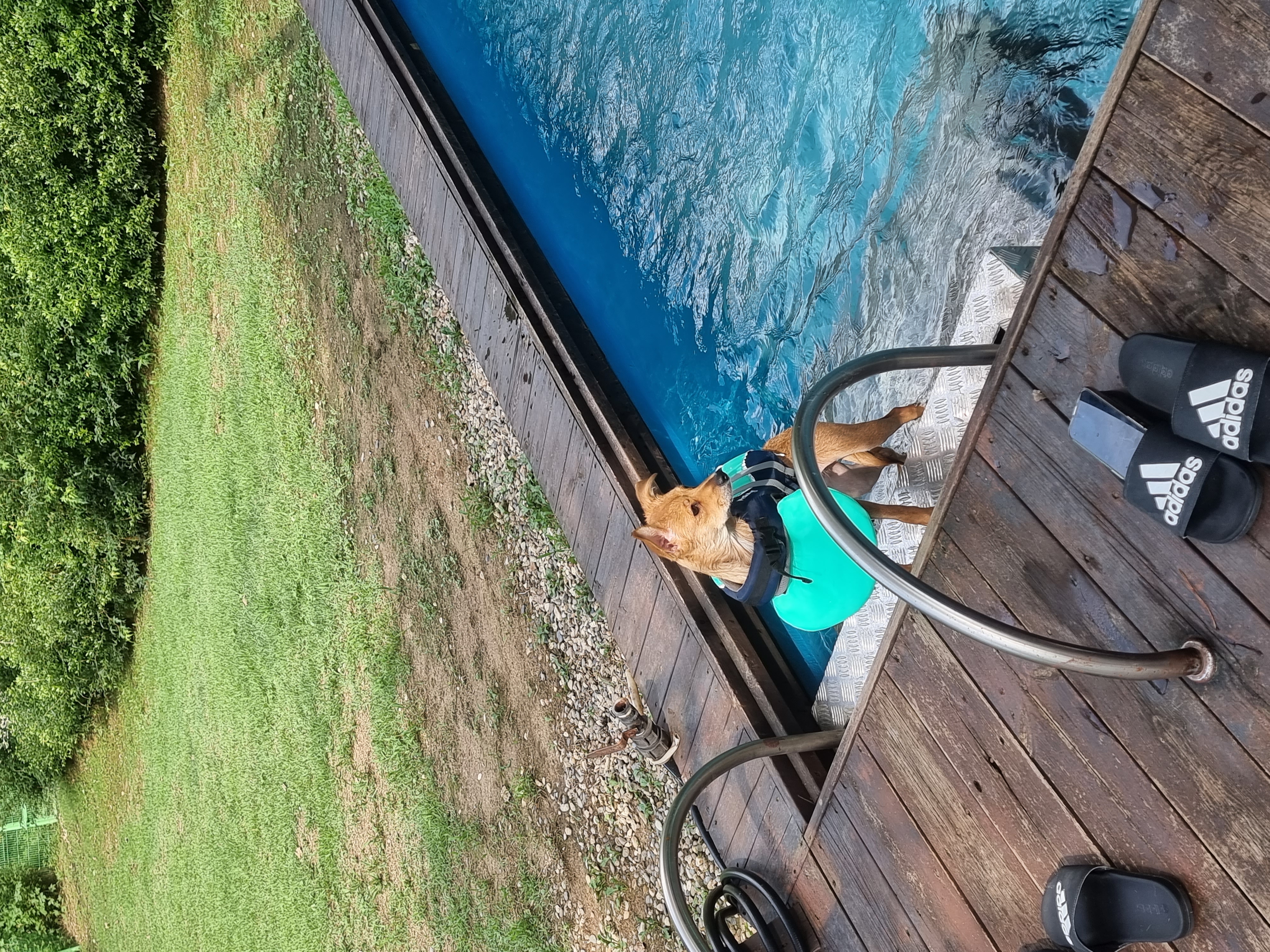 누리(귀리)3개월 됐어요~