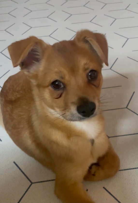 누리(귀리)3개월 됐어요~