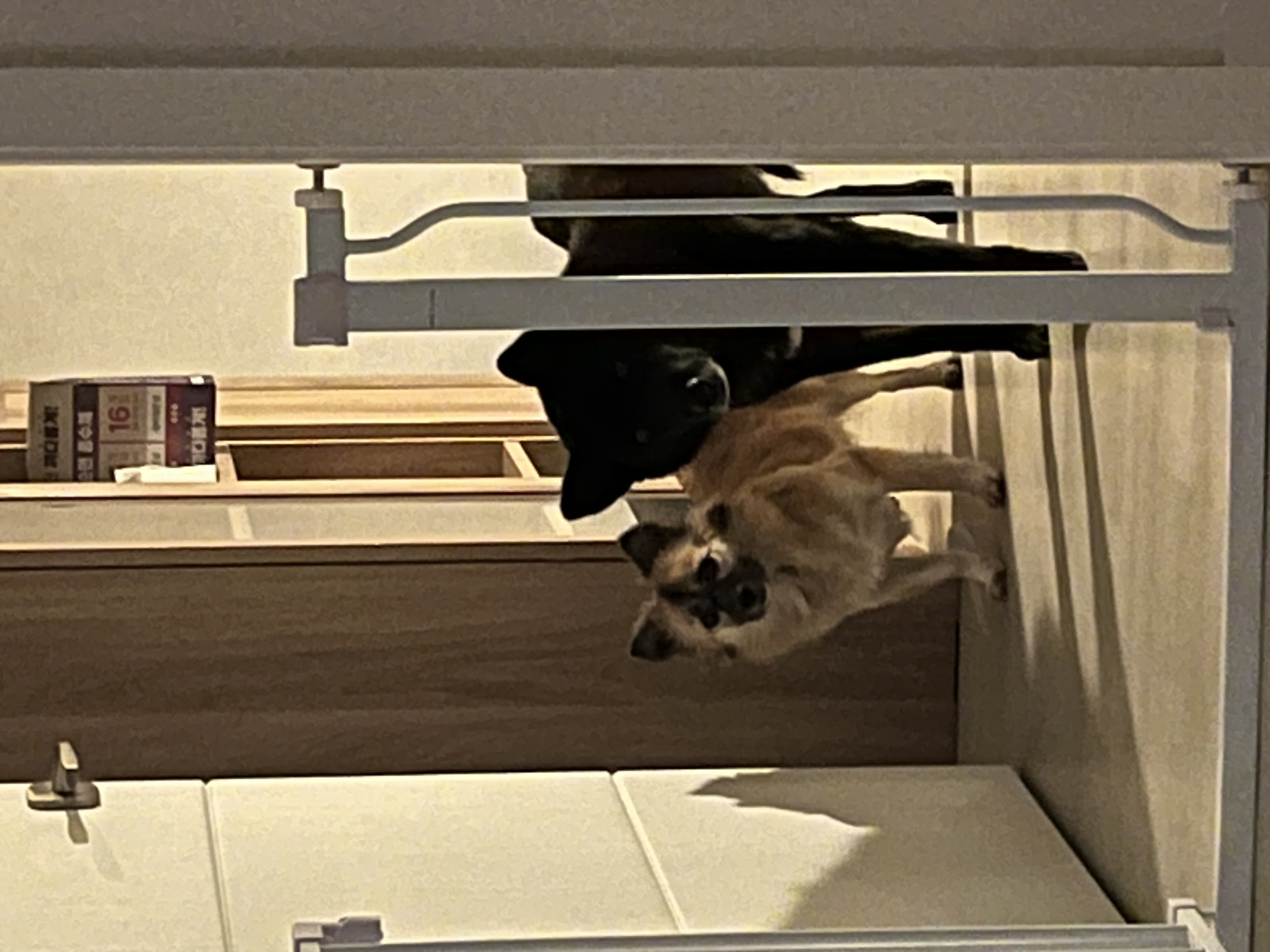 반달이이와 케일이의 집생활