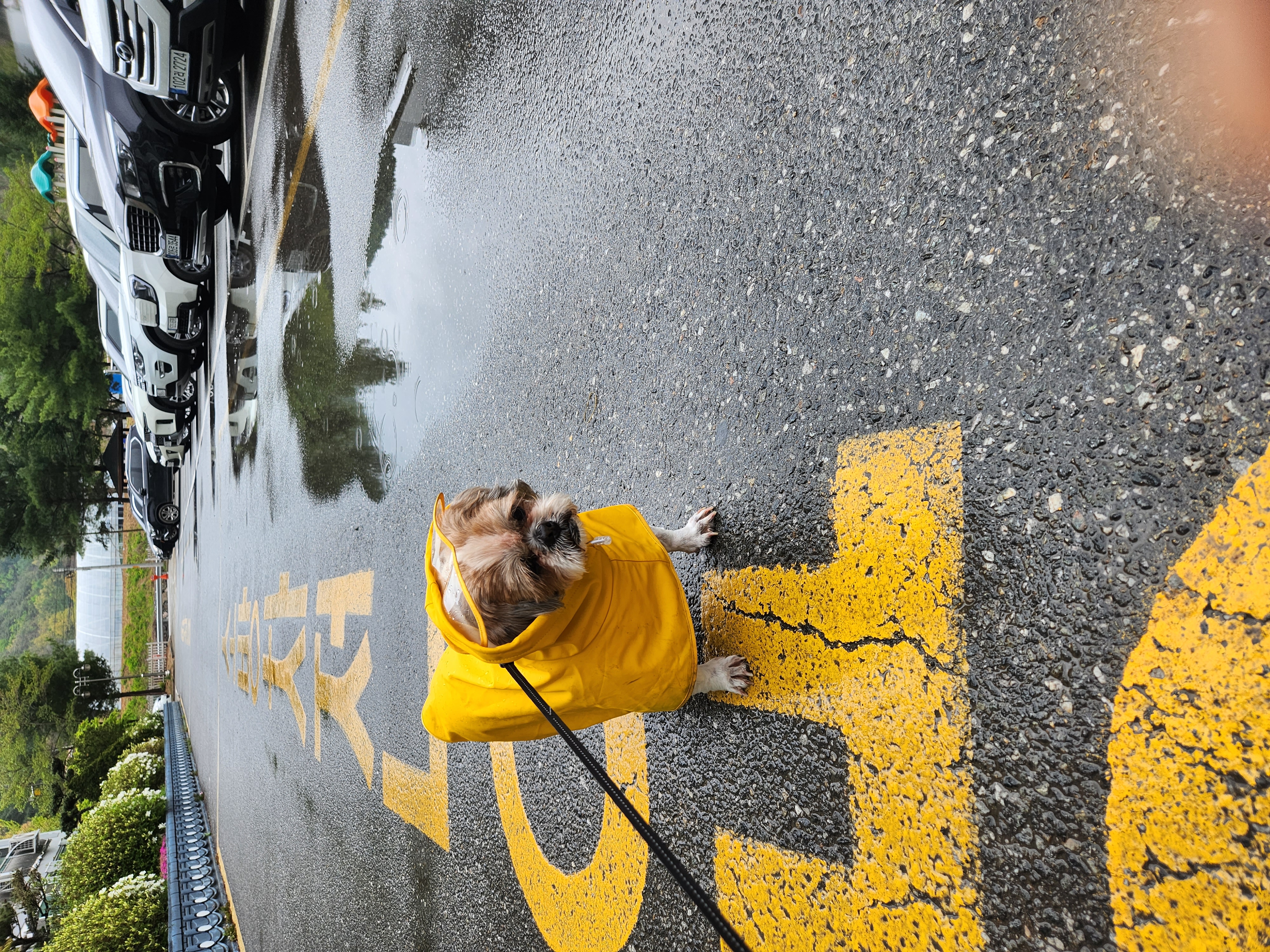 오랜만에 인사드려요. 덕배 포동이에요