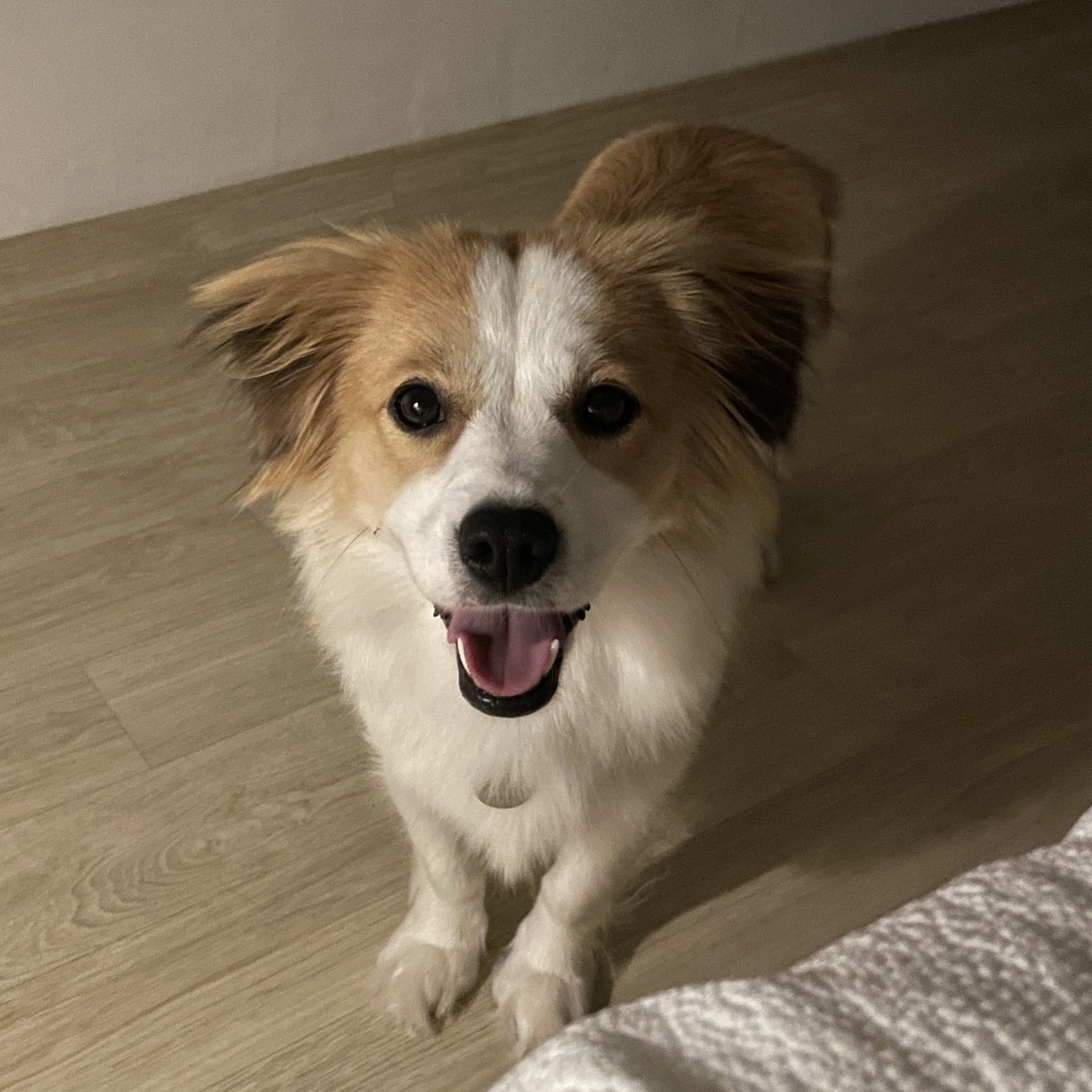 '해치' 입양 일주일