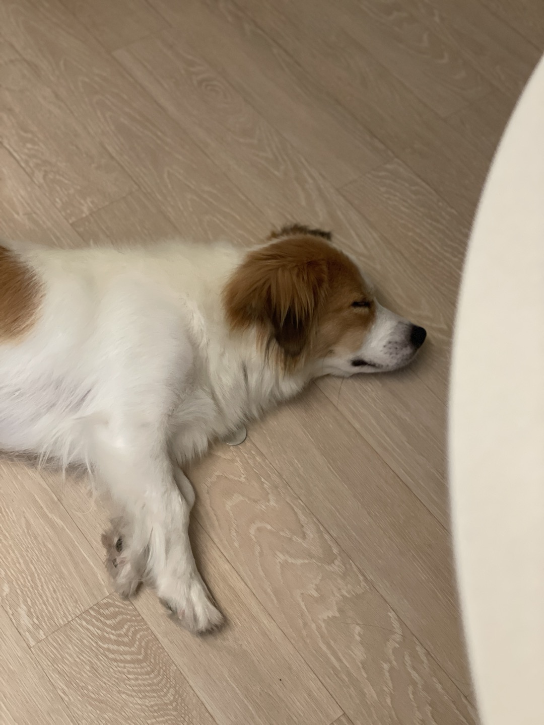 '해치' 입양 일주일