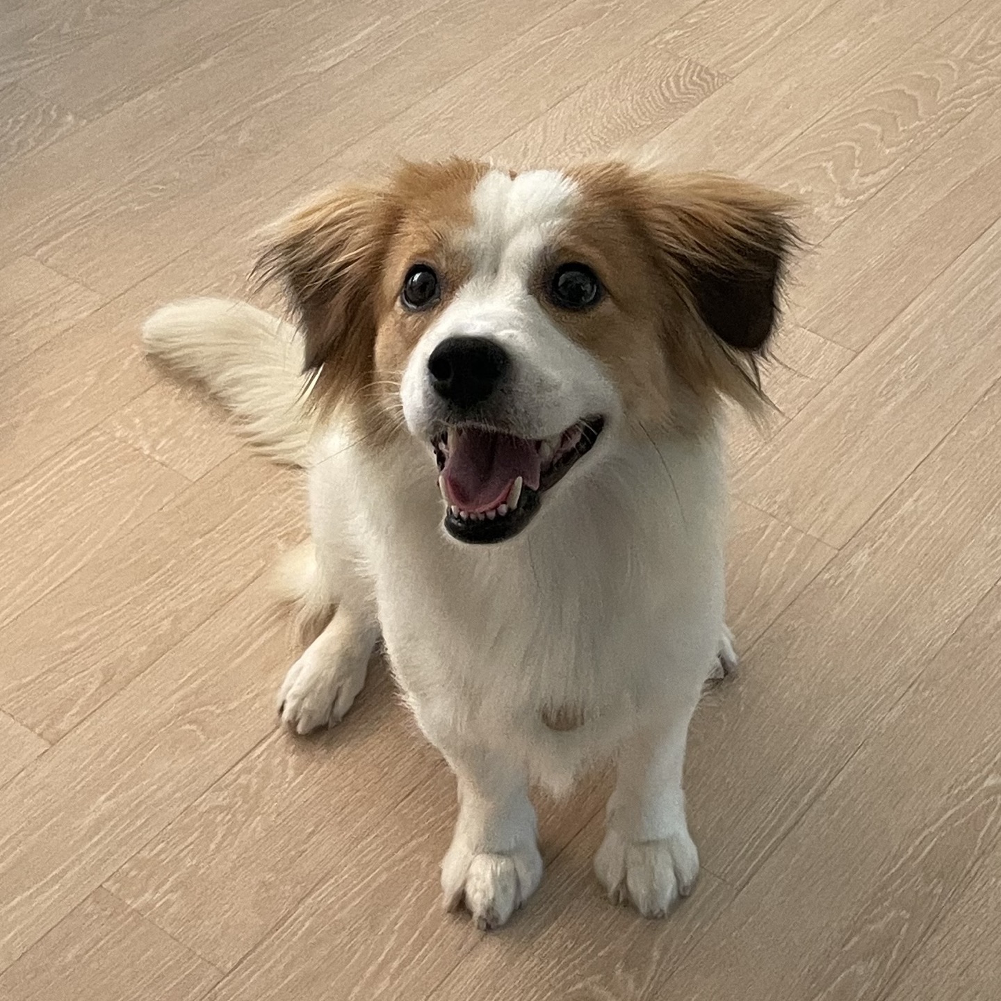 '해치' 입양 일주일