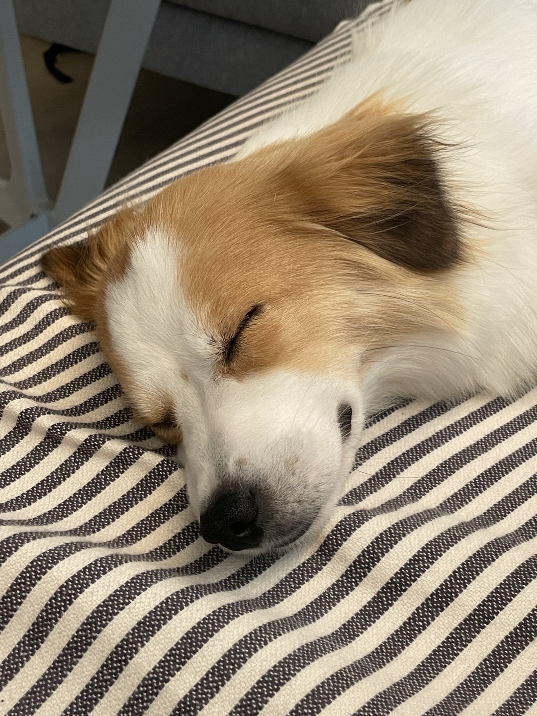 '해치' 입양 일주일