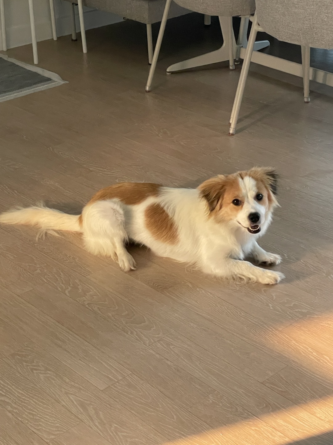 '해치' 입양 일주일