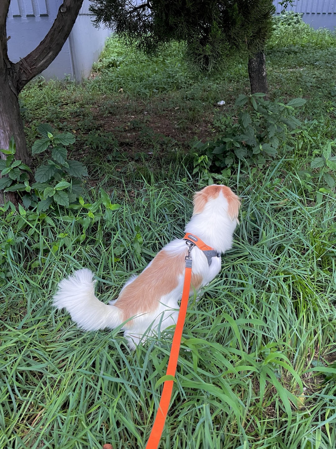 '해치' 입양 일주일