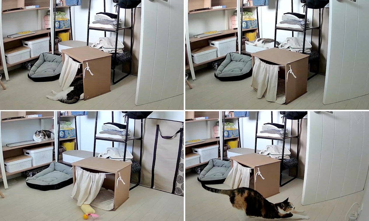 샹떼와 가족이 된 지 벌써 일주일입니다:)