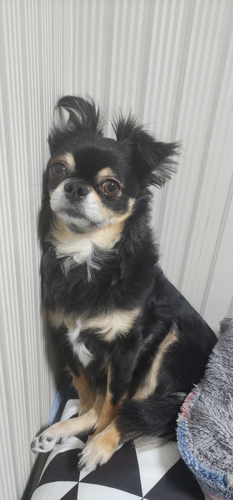 평택 치와와 칸쵸와 4년~~