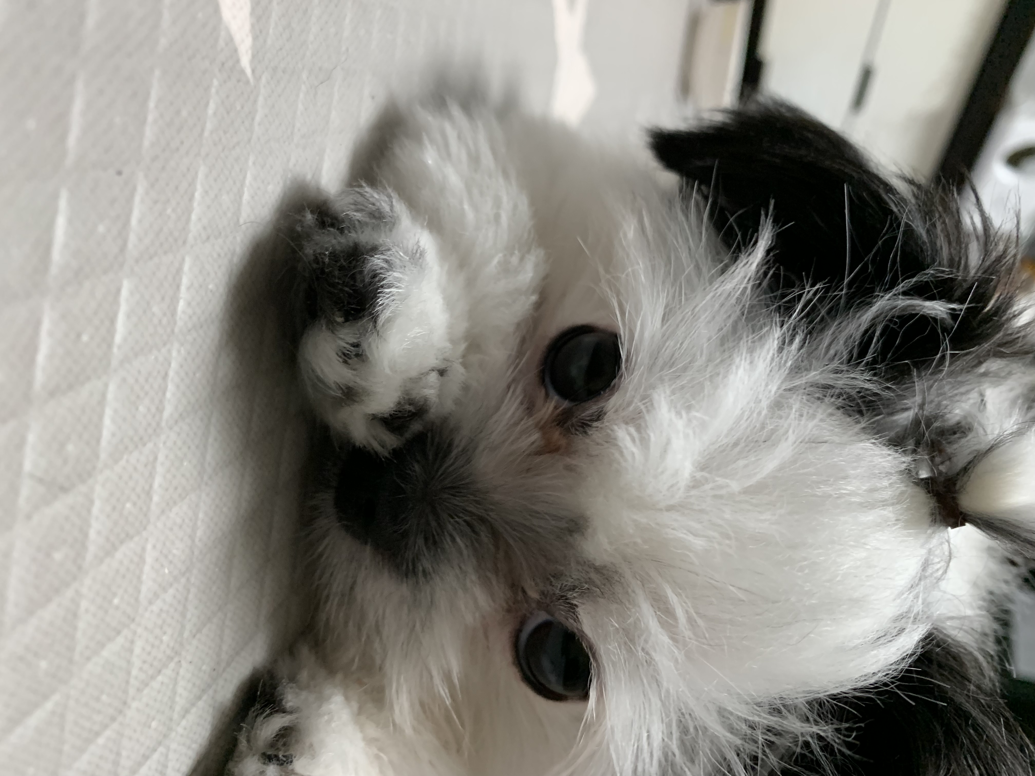 갈래 생일이네요 초코랑 이슬이도 잘지내고 있어여