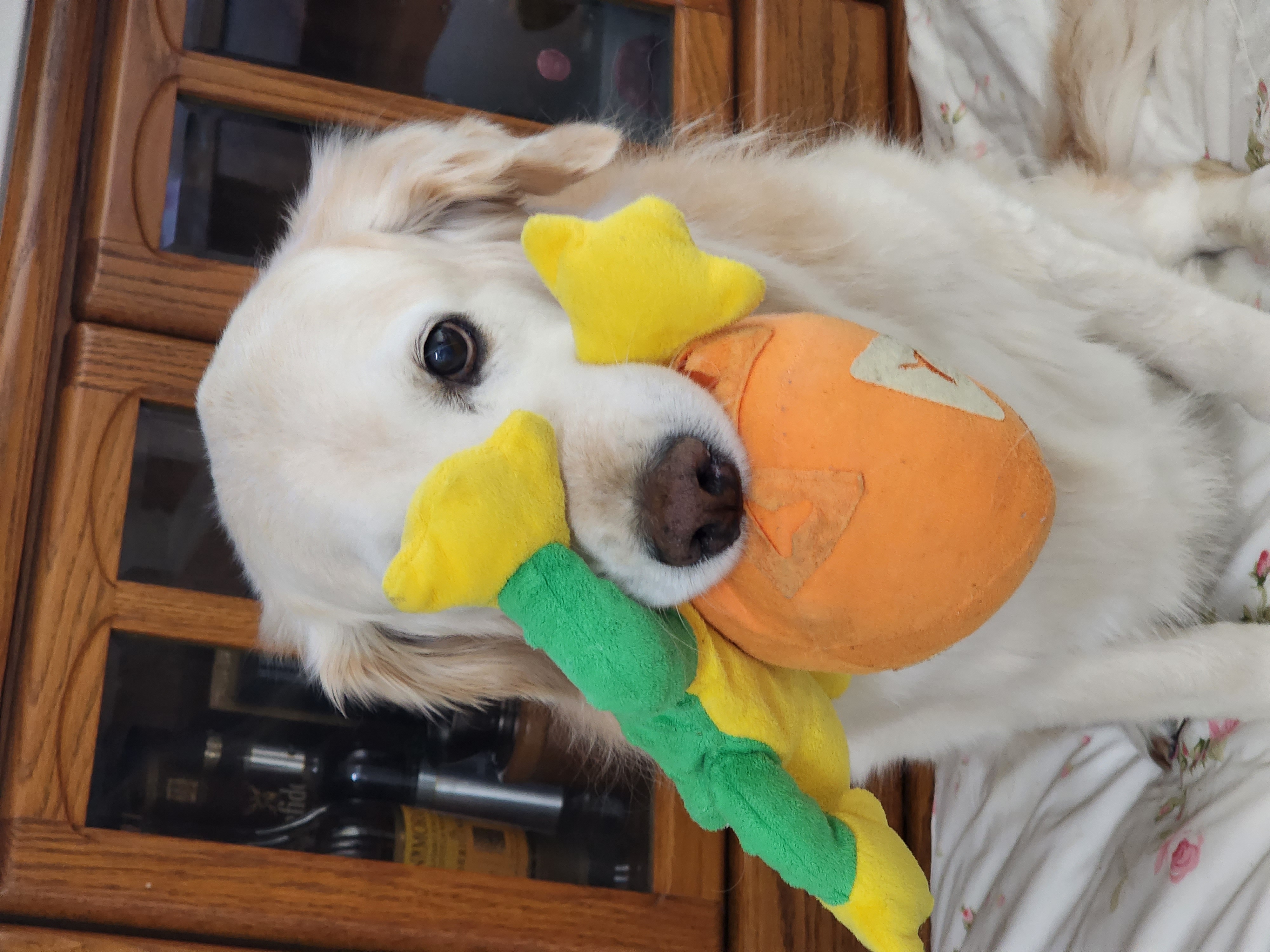 호박(고양4) 잘 지내고 있습니다.