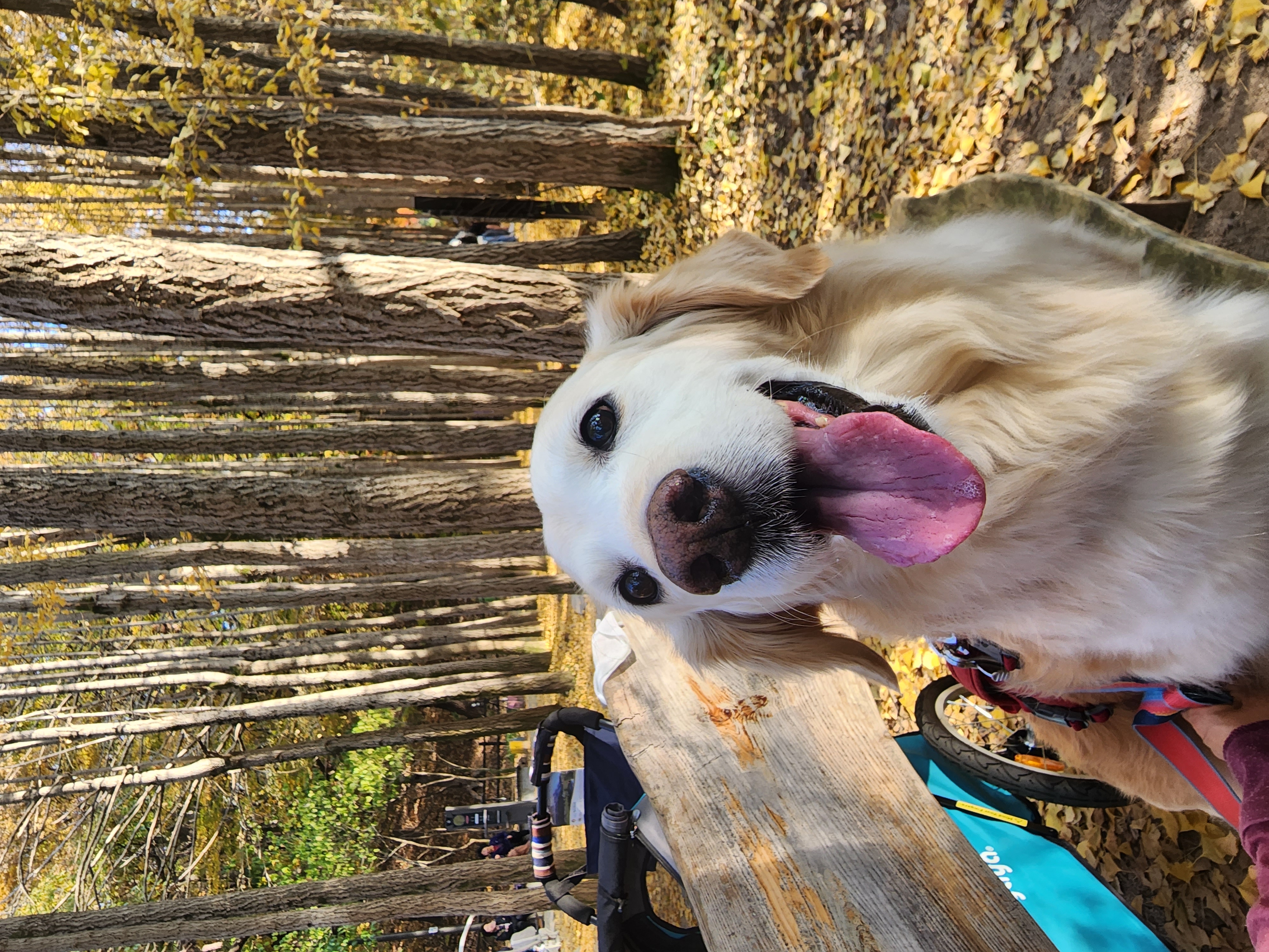 호박(고양4) 잘 지내고 있습니다.