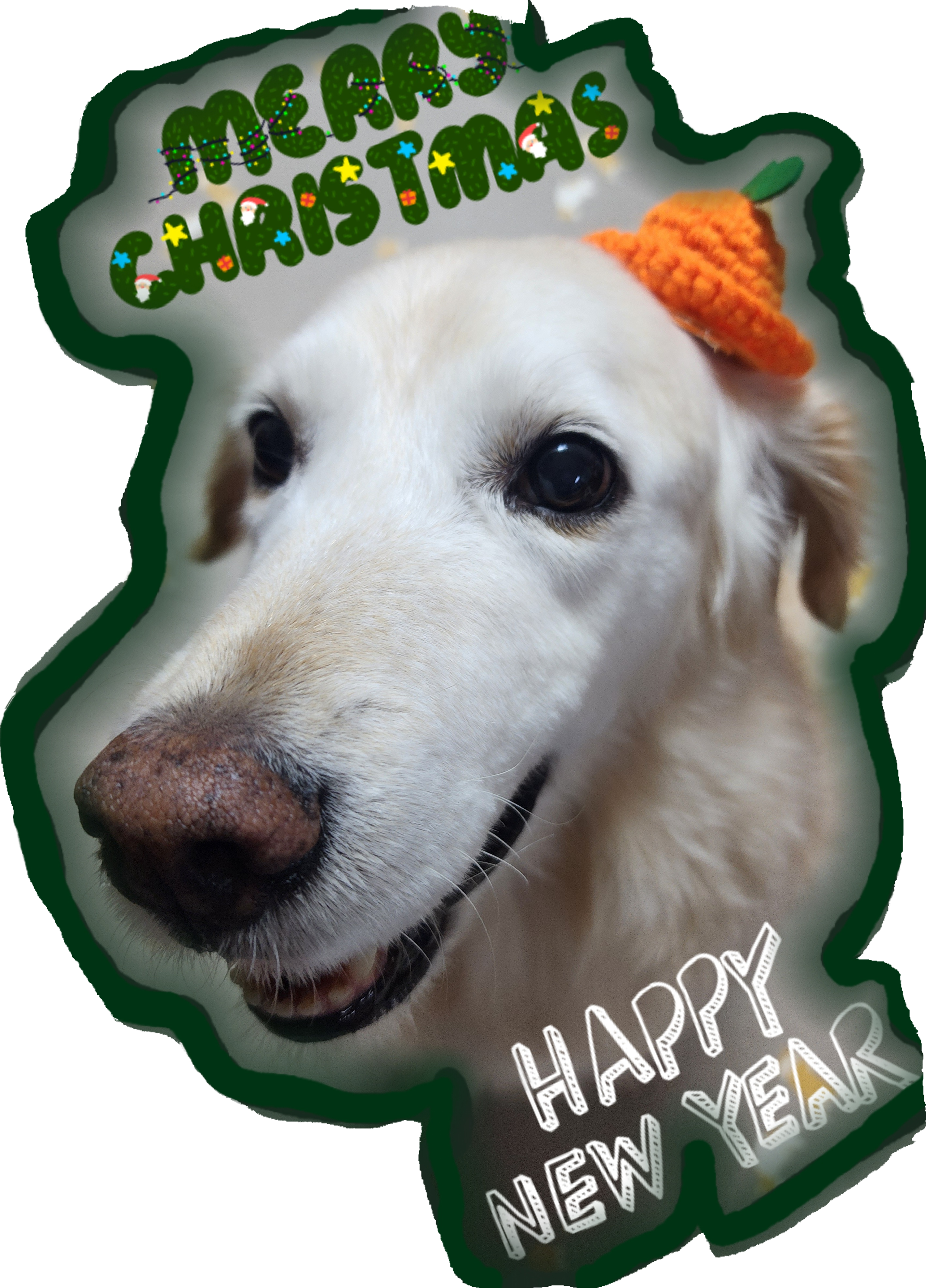 호박(고양4) 잘 지내고 있습니다.