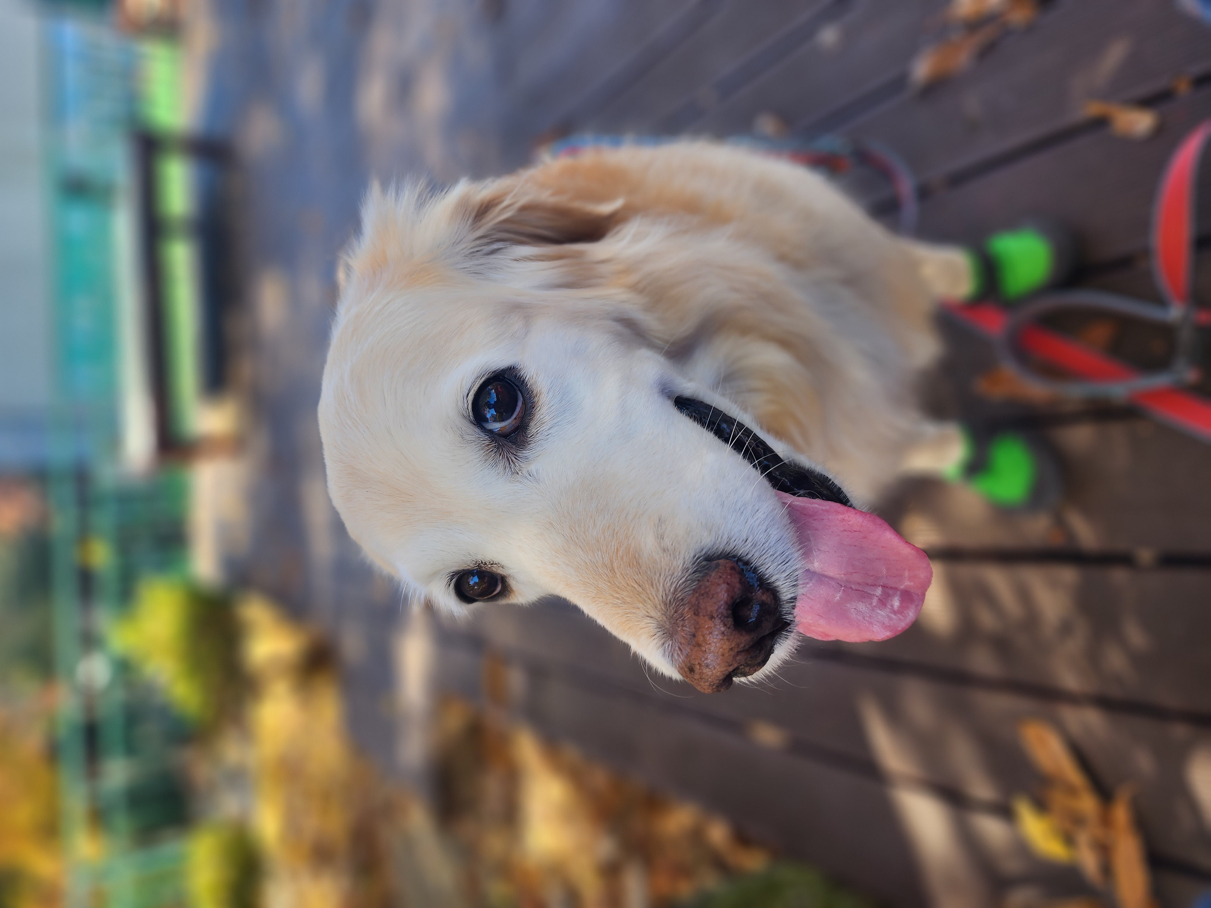 호박(고양4) 잘 지내고 있습니다.