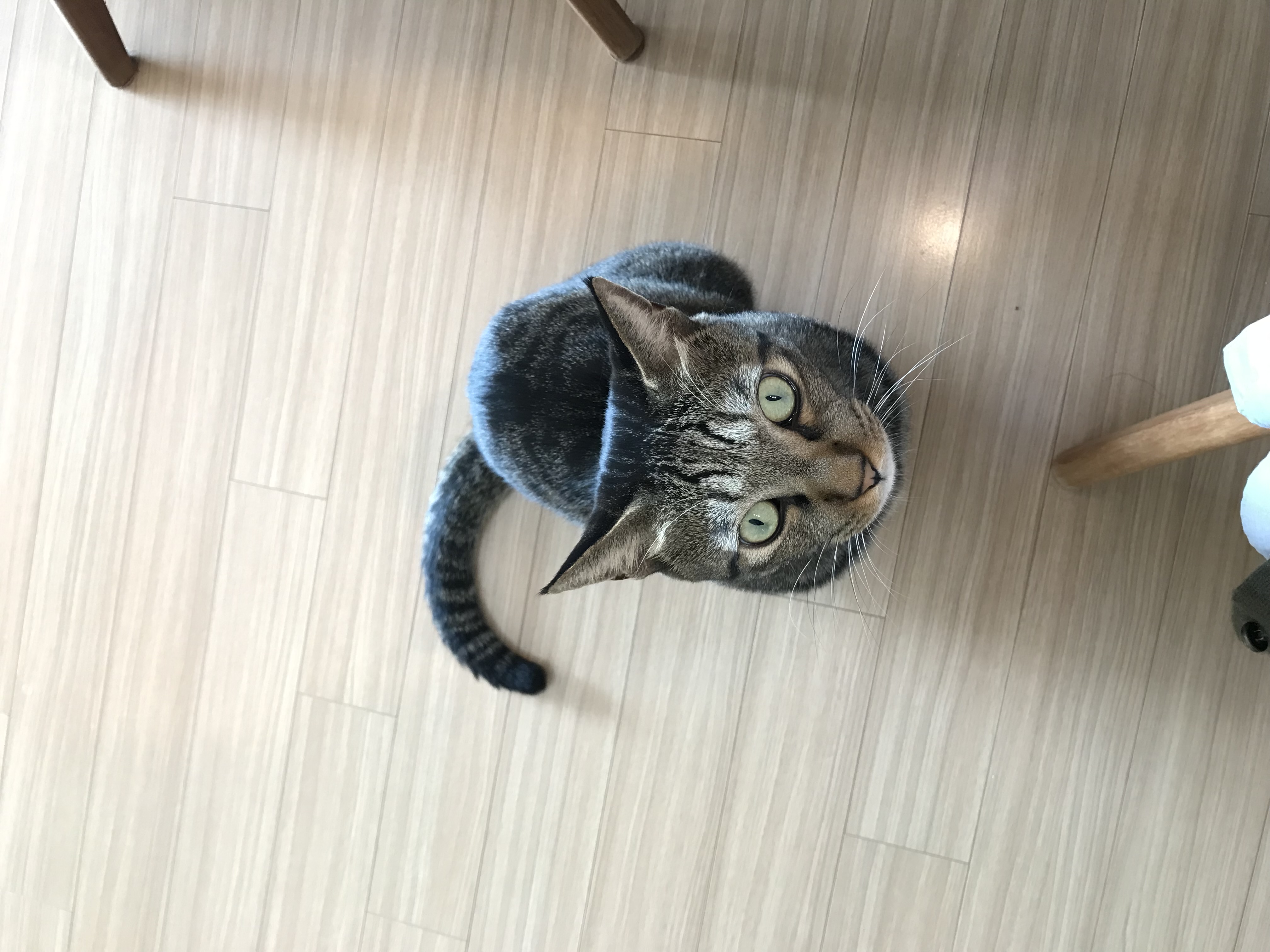 망덕이 울집 온 지 …벌써 삼년! 