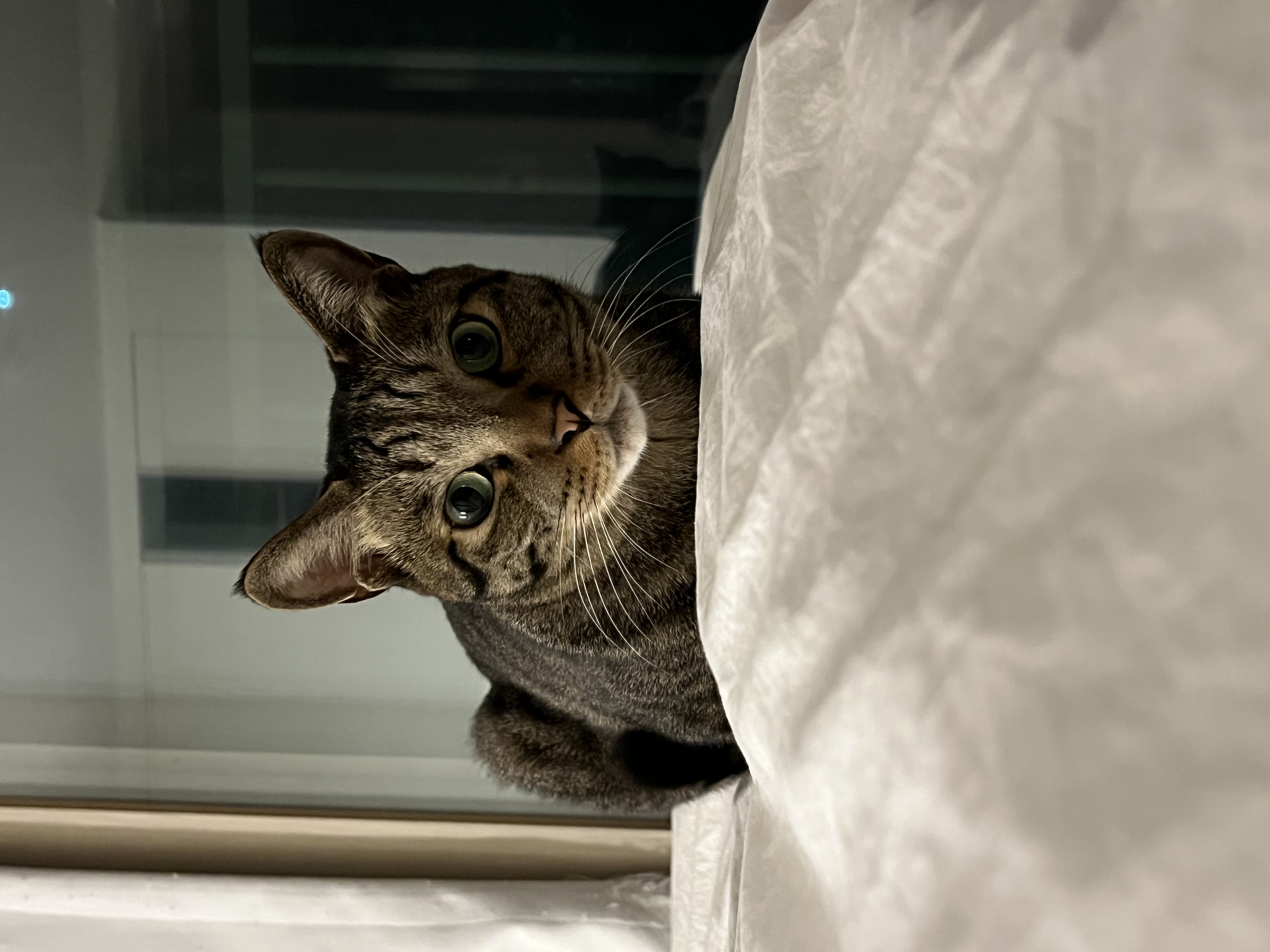 망덕이 울집 온 지 …벌써 삼년! 