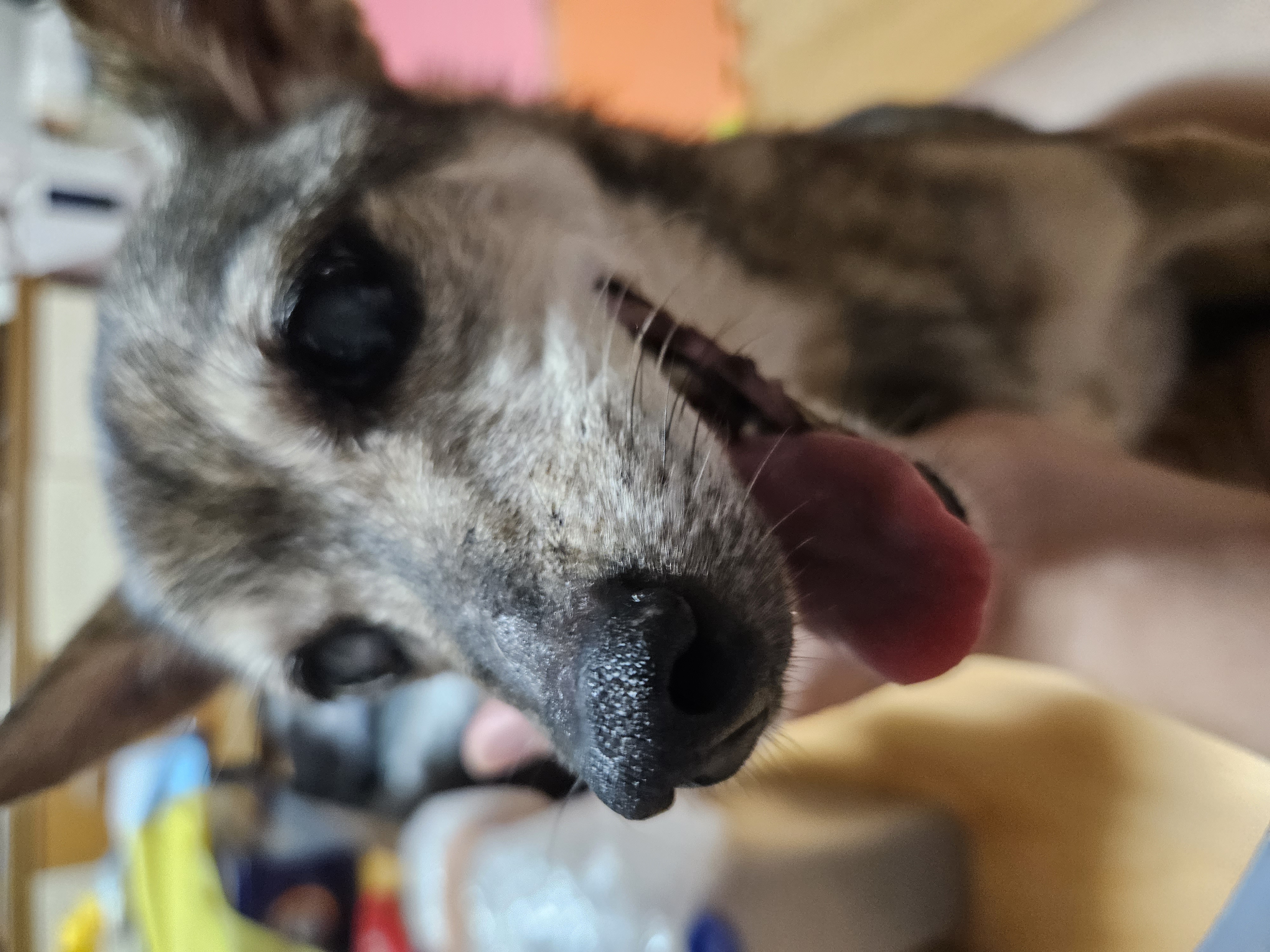 안녕하세요? 13년전 가족이 된 졸리에요