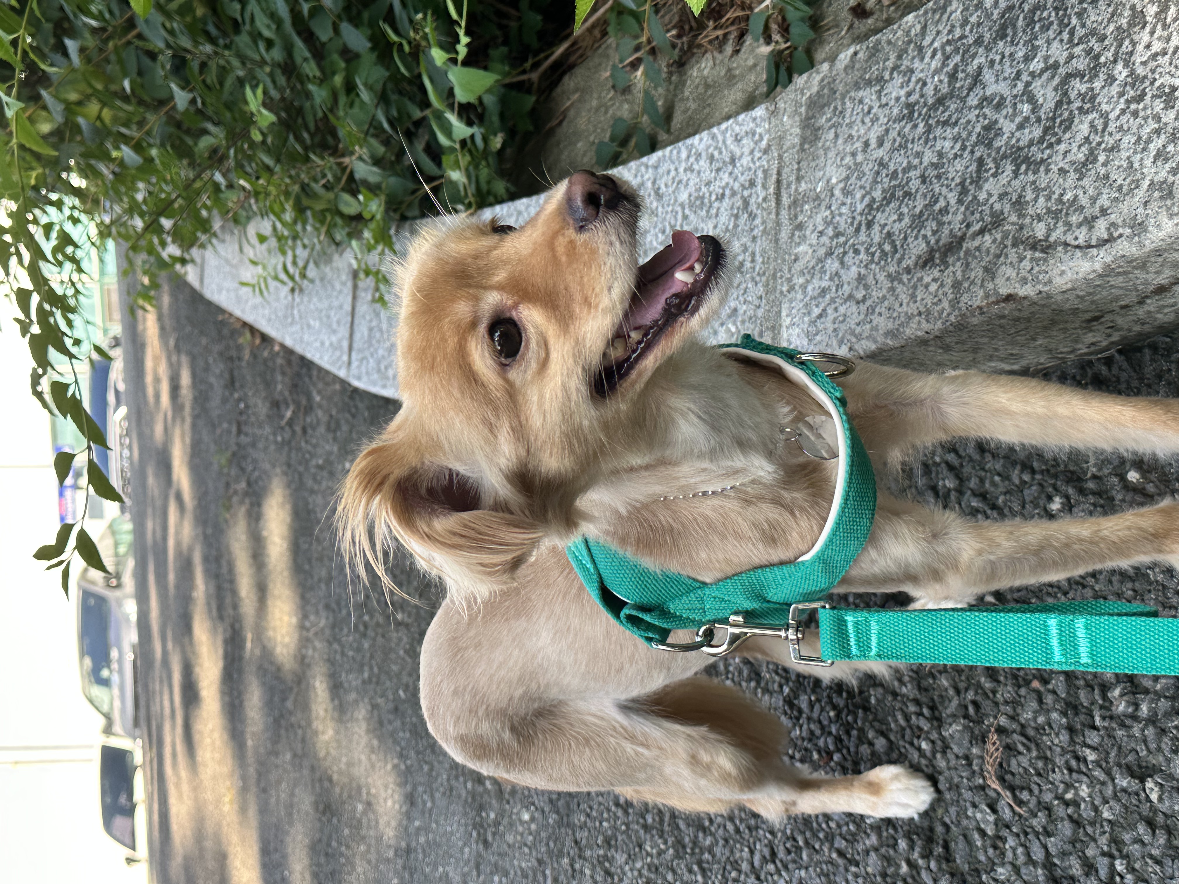 입양3개월차 아코에게 멍친구가 생겼어요