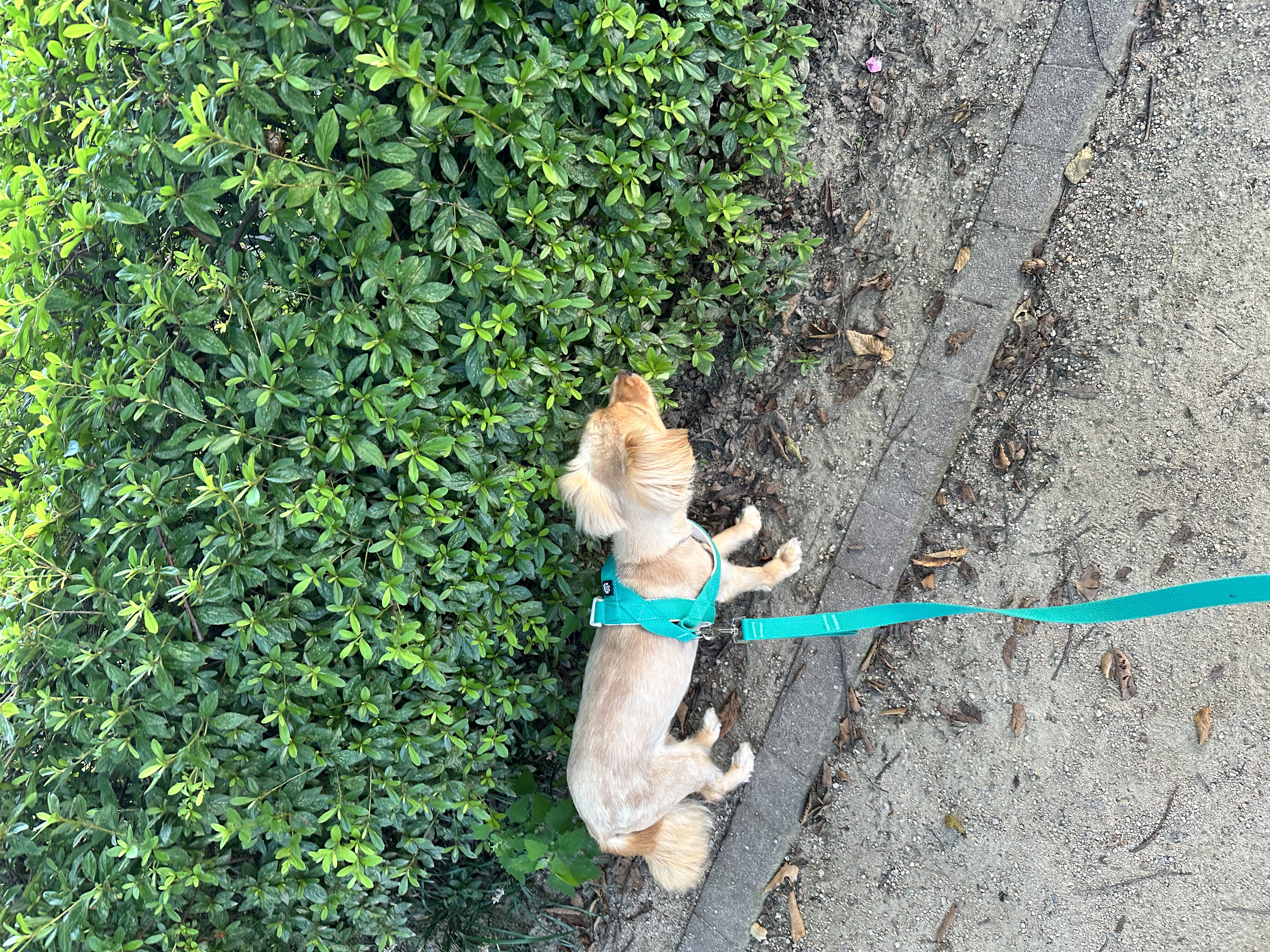 입양3개월차 아코에게 멍친구가 생겼어요