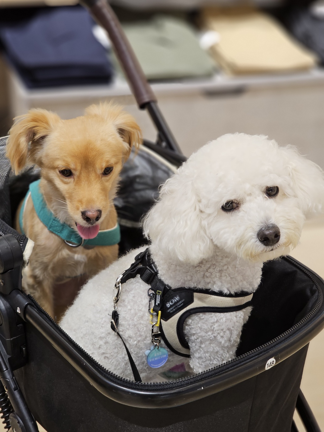 입양3개월차 아코에게 멍친구가 생겼어요