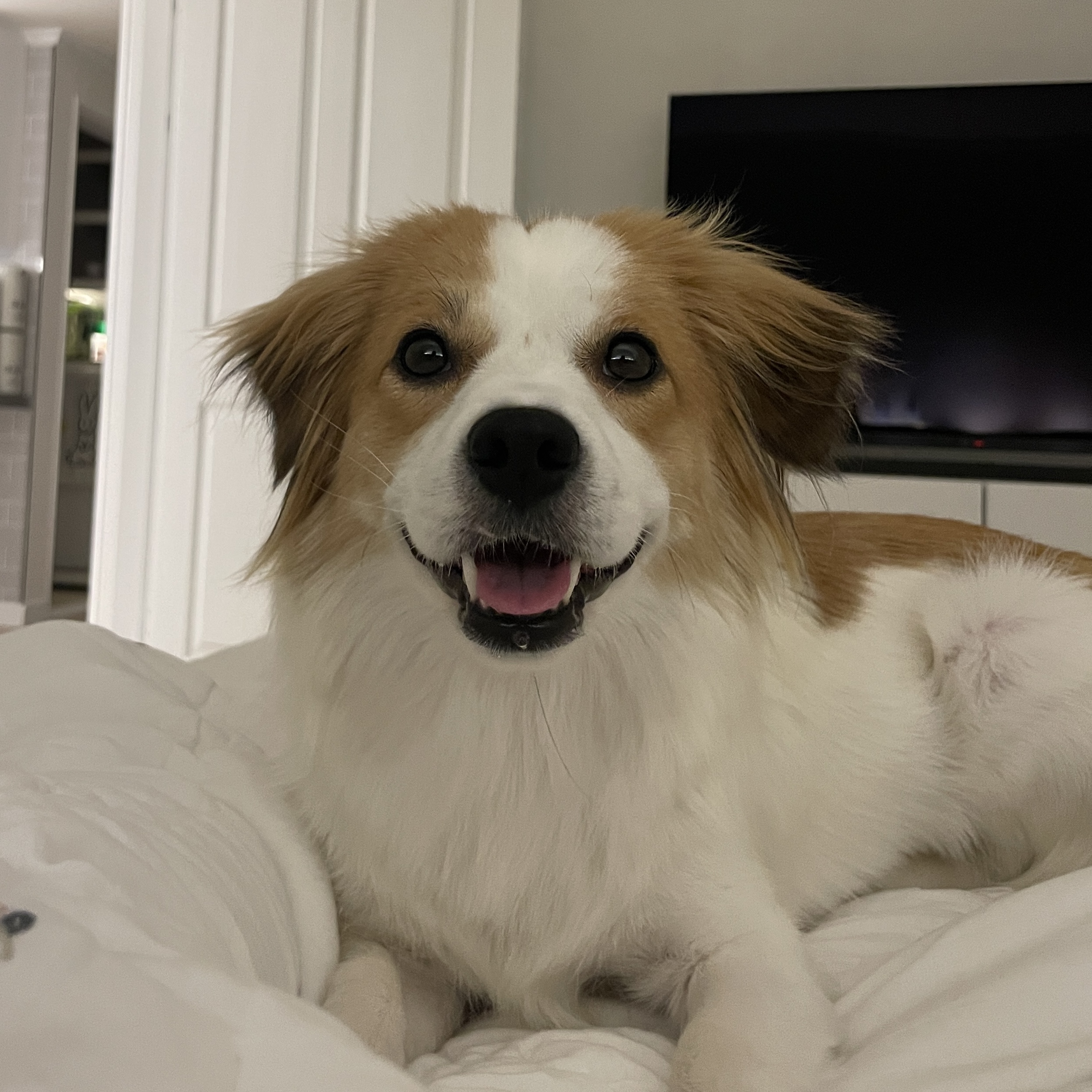 ‘해치’ 입양 한달