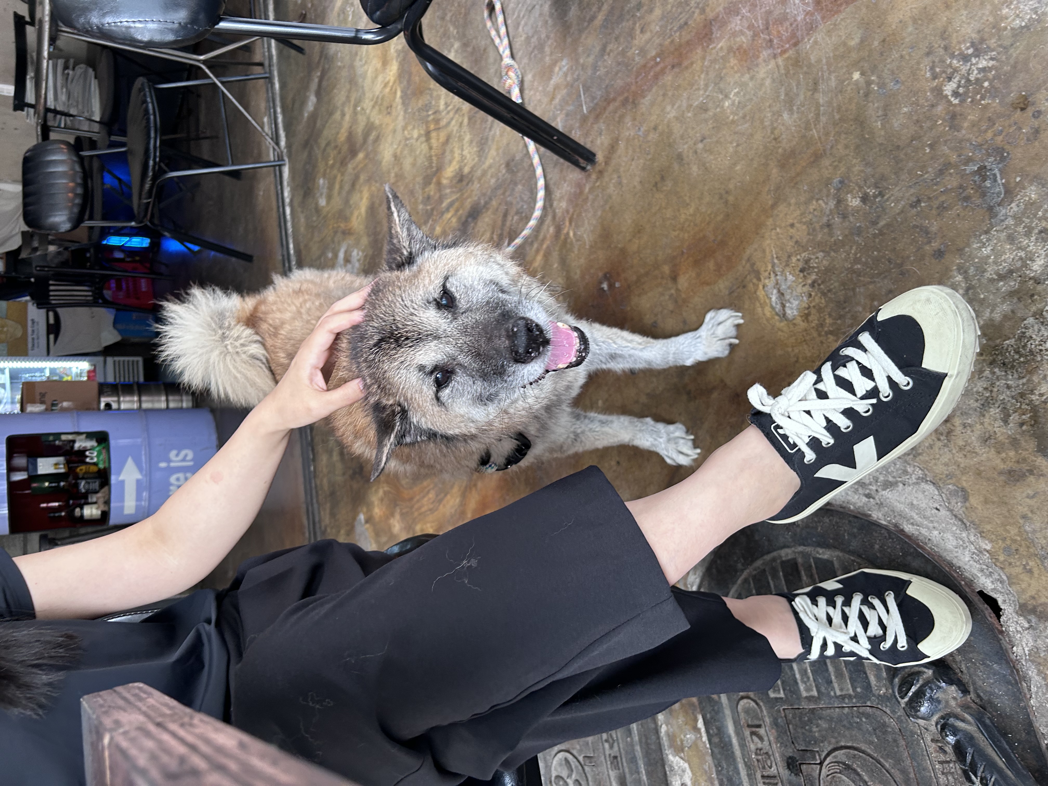 나이를 잊은 한강이 근황(#진돗개는_사랑입니다)