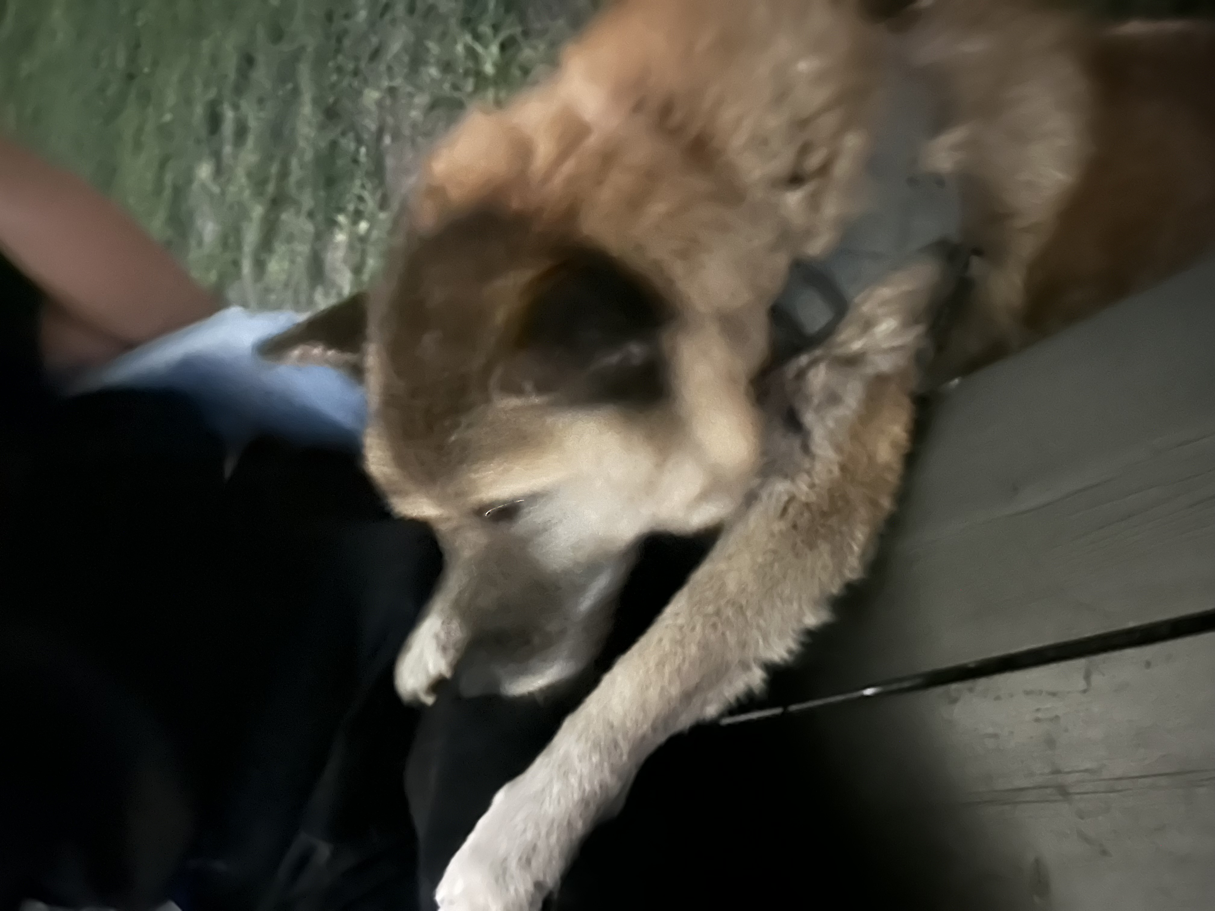 나이를 잊은 한강이 근황(#진돗개는_사랑입니다)