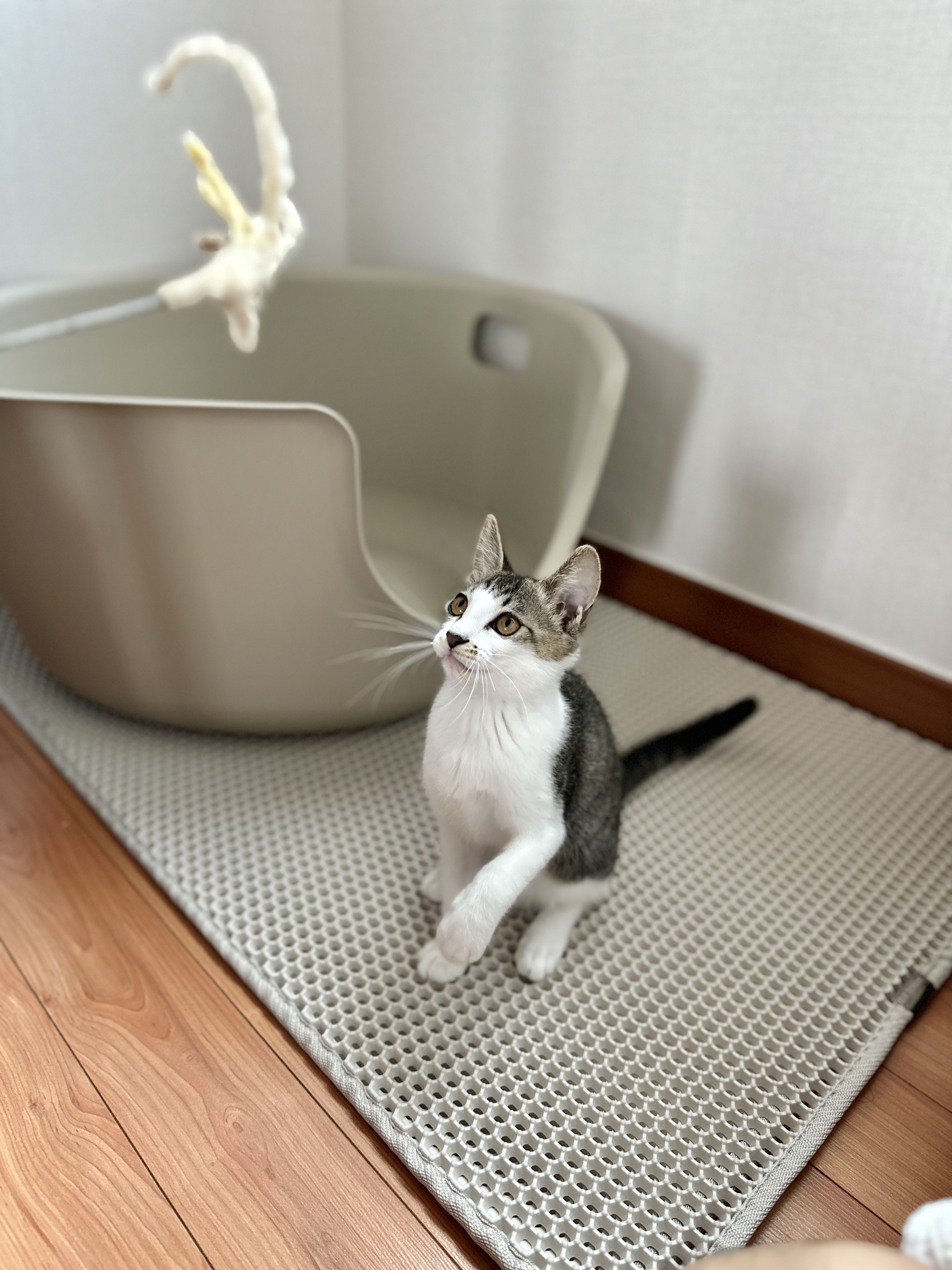 꼬무(유노) 입양 1주일 후기