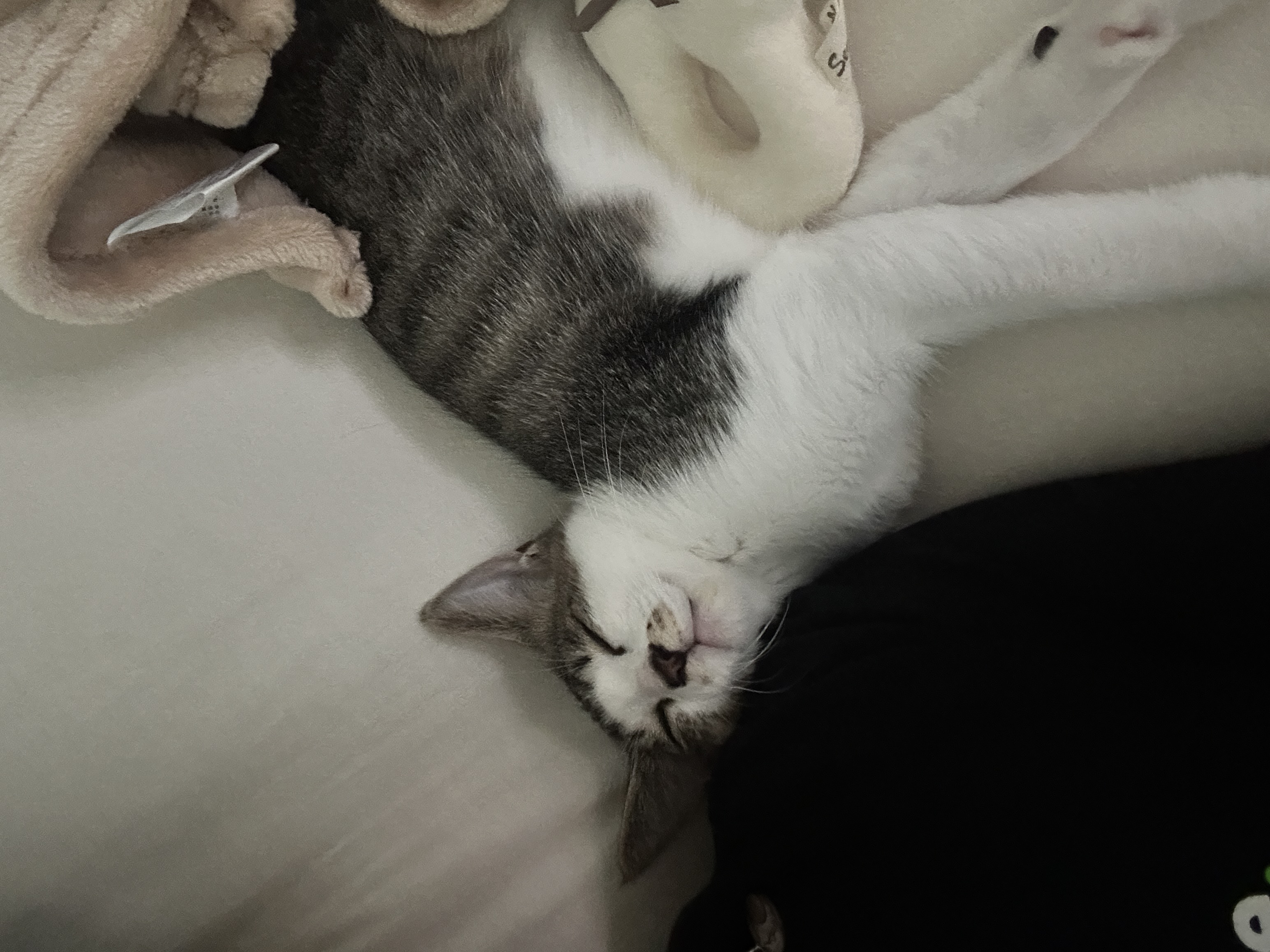 꼬무(유노) 입양 1주일 후기