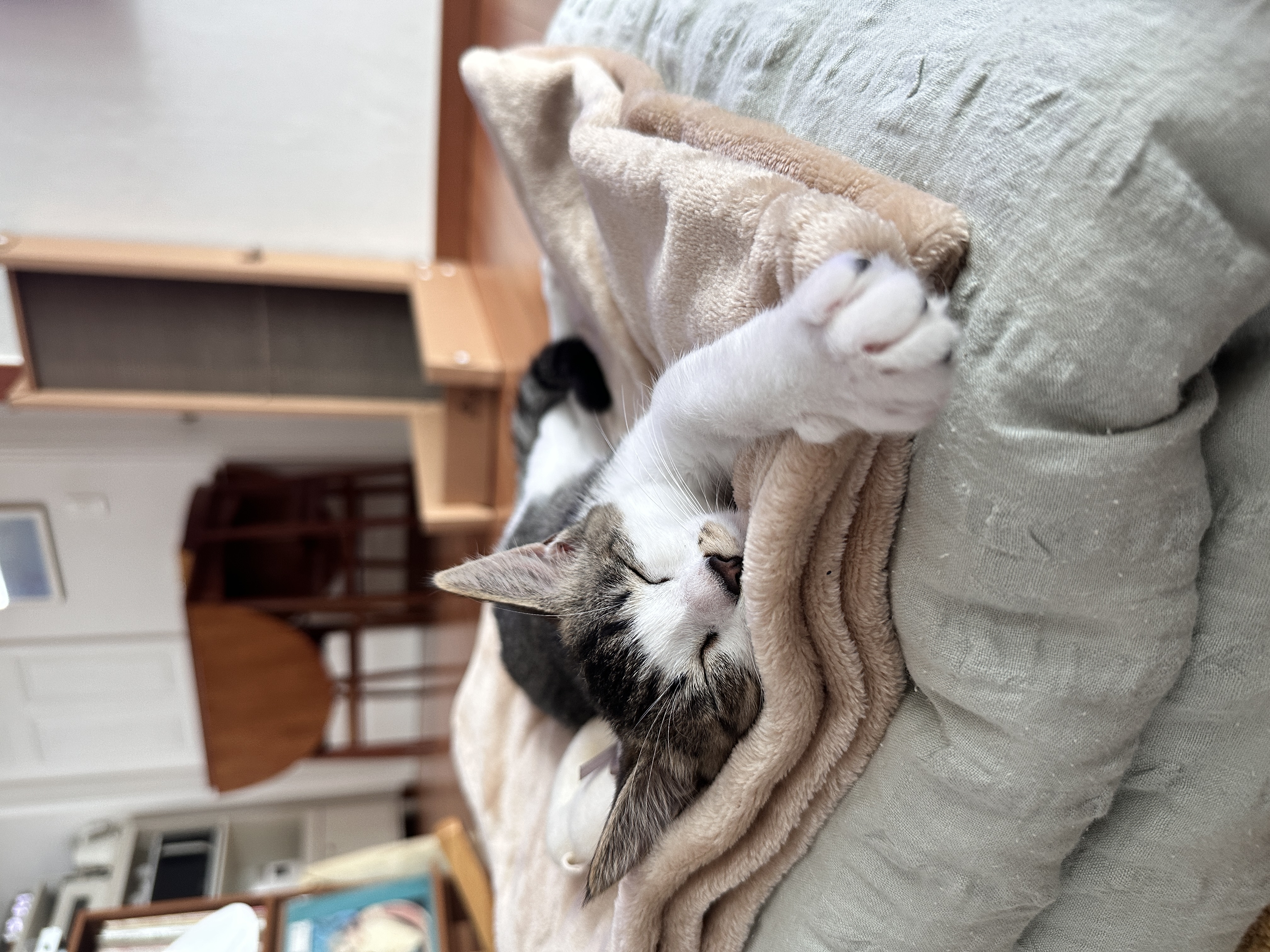 꼬무(유노) 입양 1주일 후기