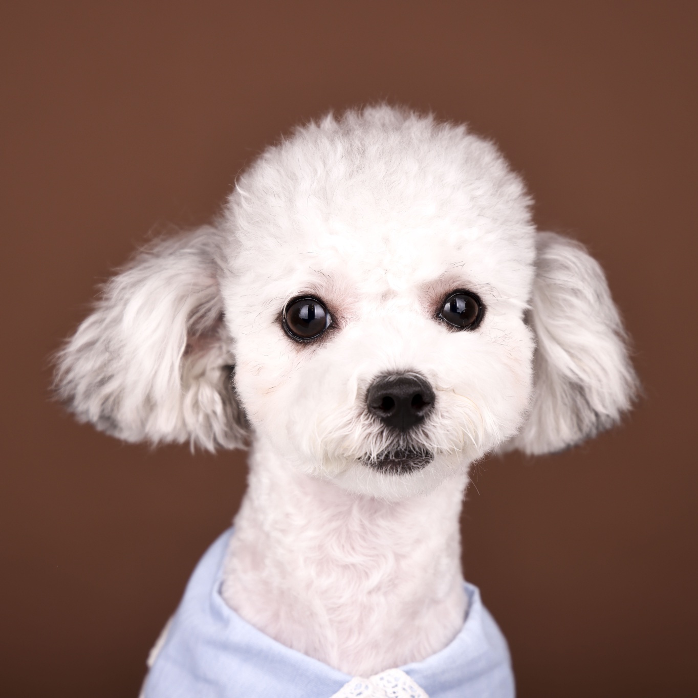 [임보]❤ 달록이❤와의 세달...가족을 찾아요~😊