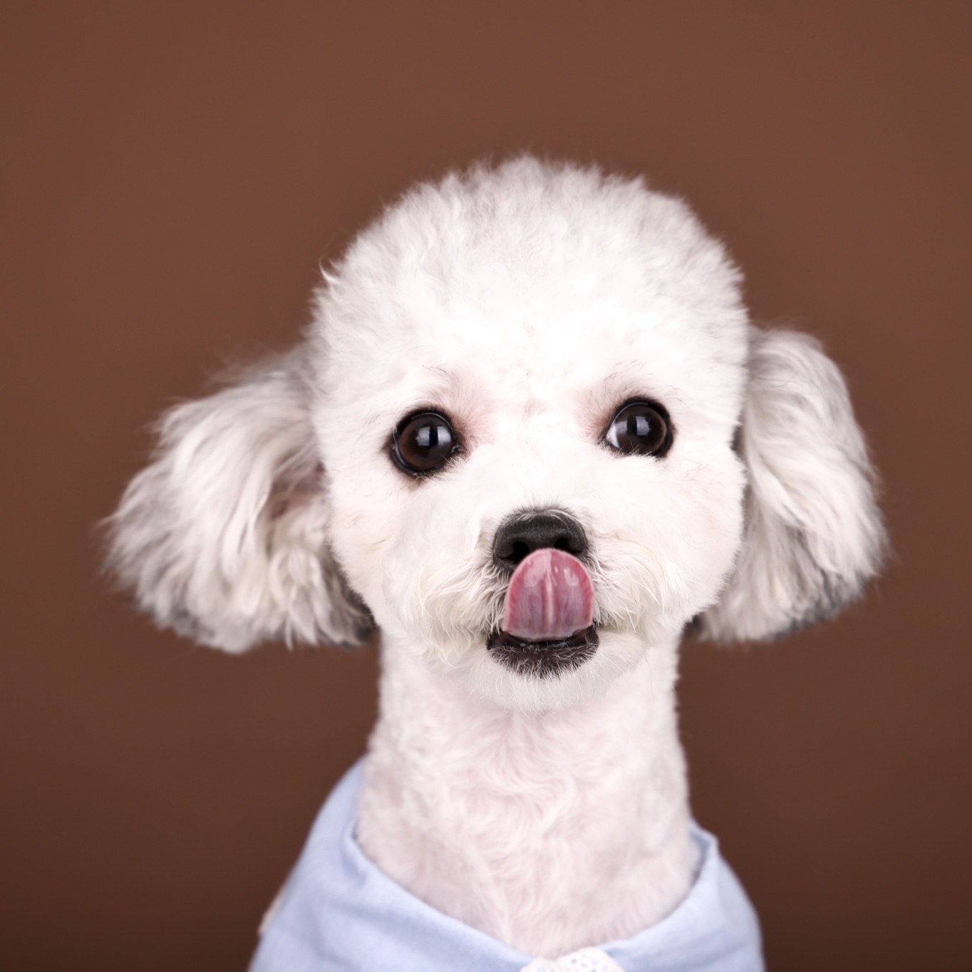 [임보]❤ 달록이❤와의 세달...가족을 찾아요~😊