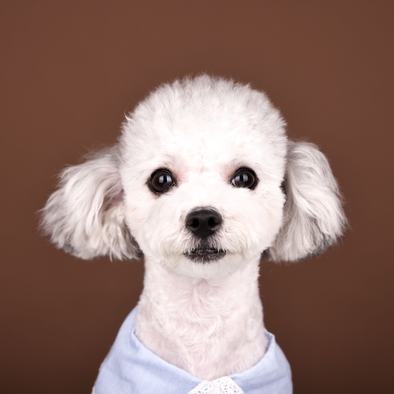 [임보]❤ 달록이❤와의 세달...가족을 찾아요~😊