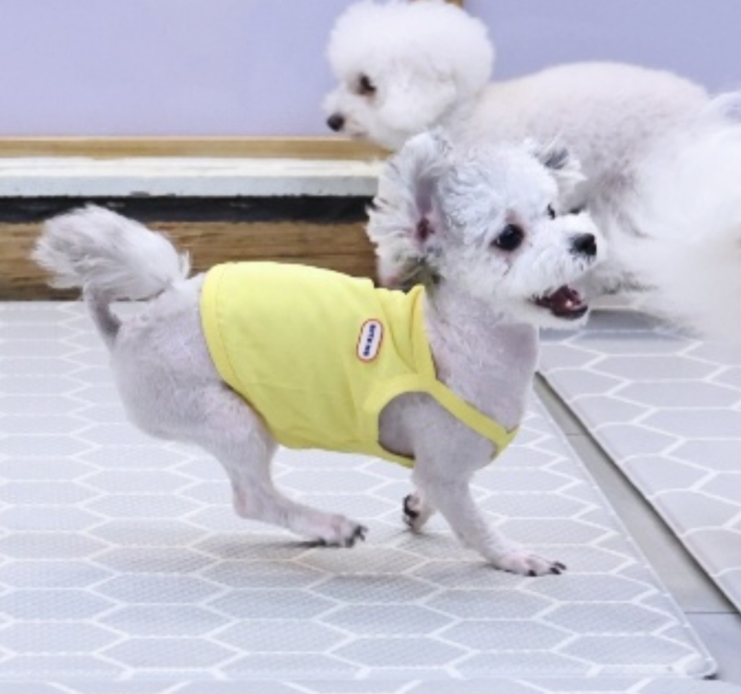 [임보]❤ 달록이❤와의 세달...가족을 찾아요~😊